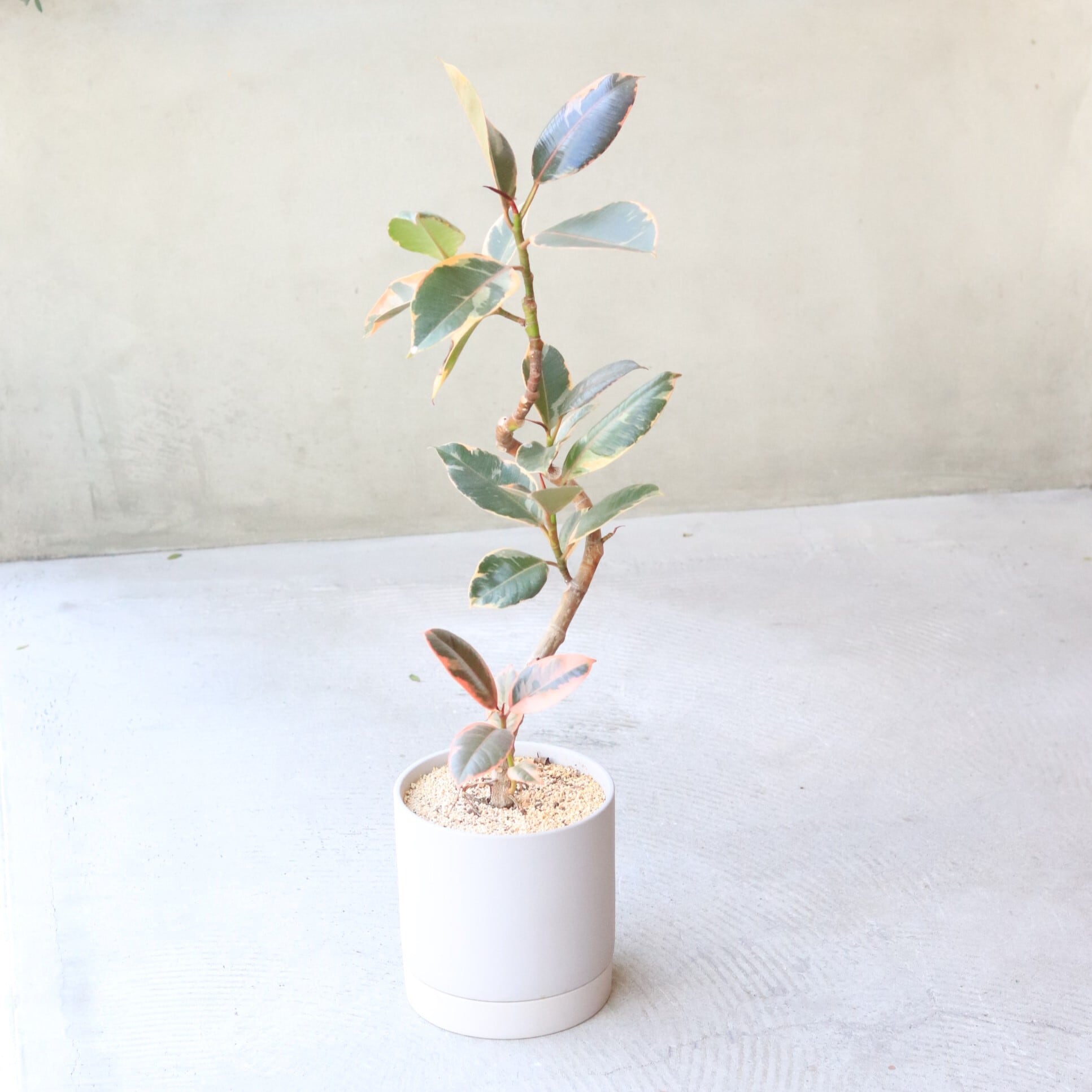 【グリーン】フィカスルビー