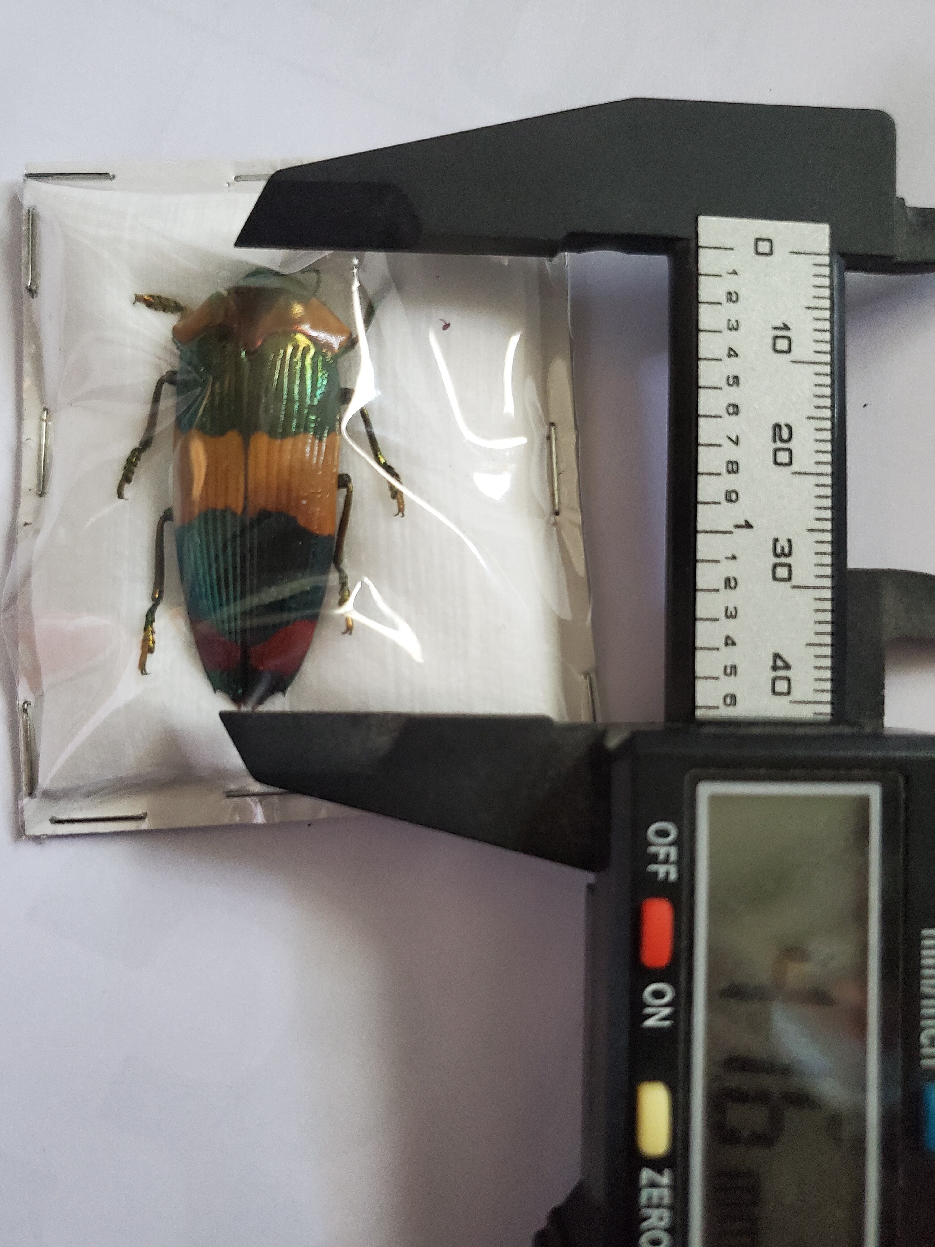 スハンダムカシタマムシ標本 | Pay ID