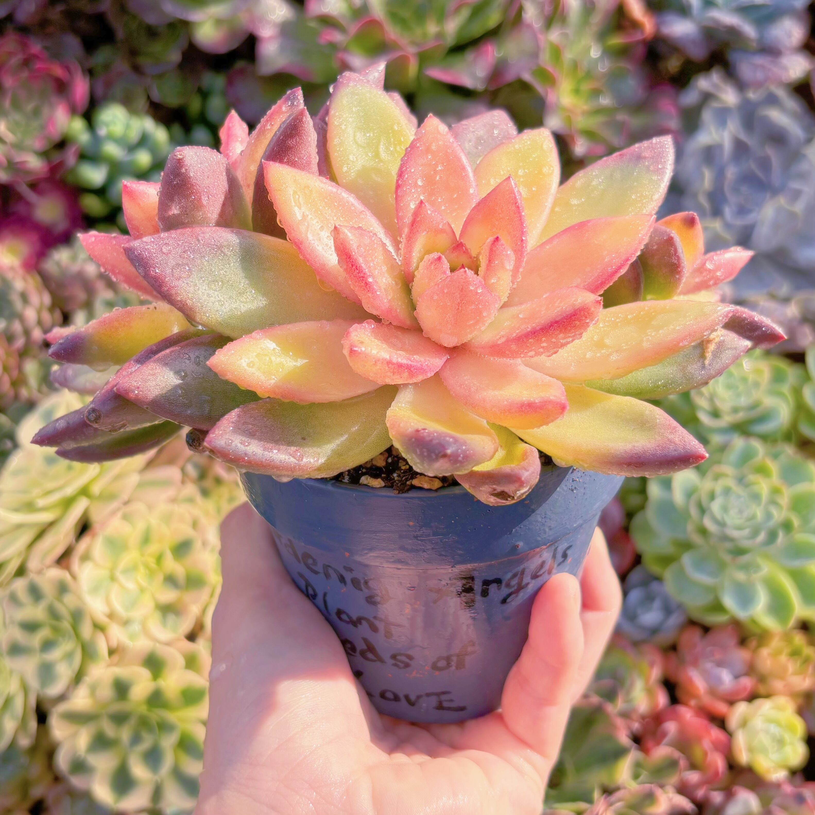 現品 パインローズ錦#850 大群生 新入荷 るる農園 | るる農園~多肉植物専門