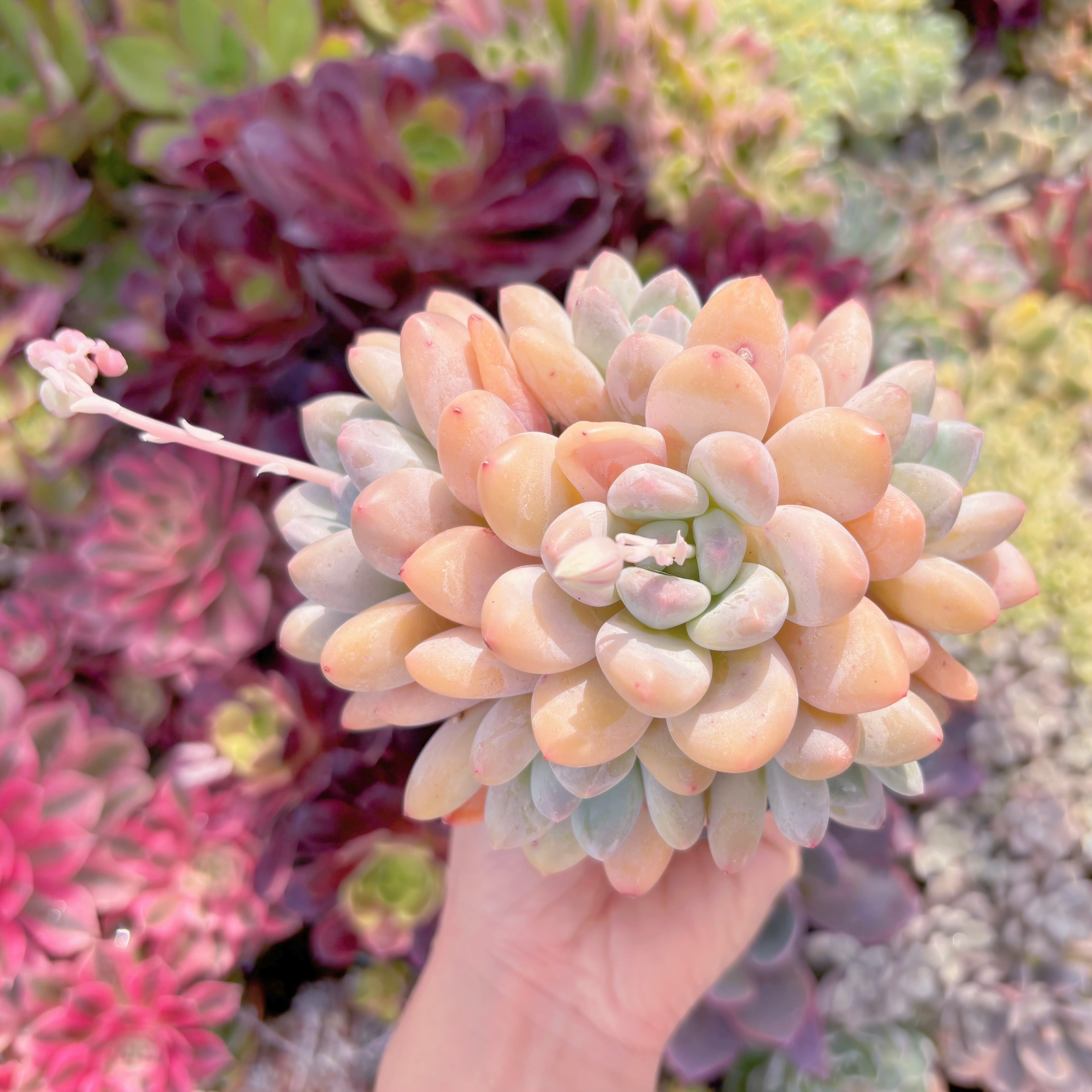 現品　ベビースイート#C14　群生　るる農園