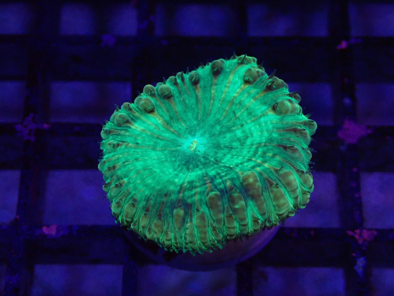 【一ヶ月熟成】Blastomussa Yellow&Green 1