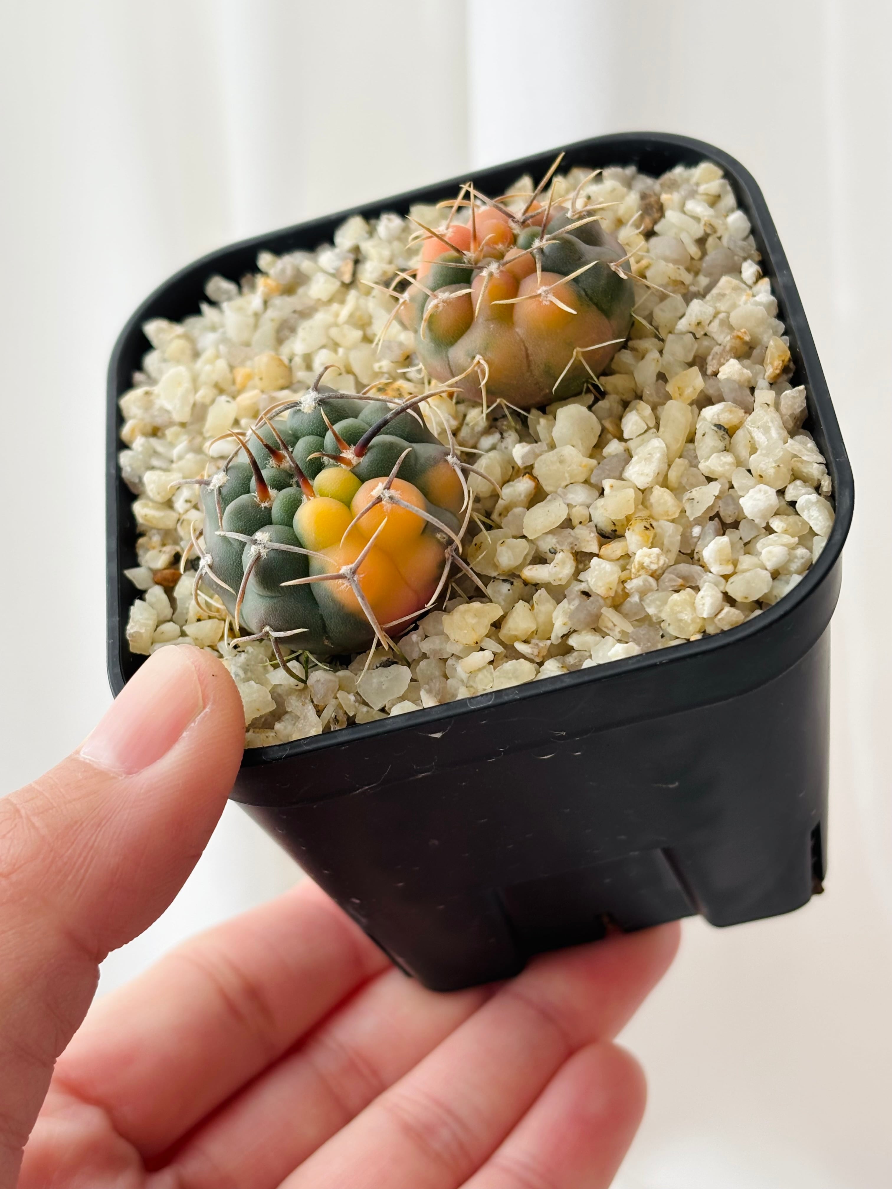 Gymnocalycium vatteri ギムノカリキウム バッテリー錦 サボテン