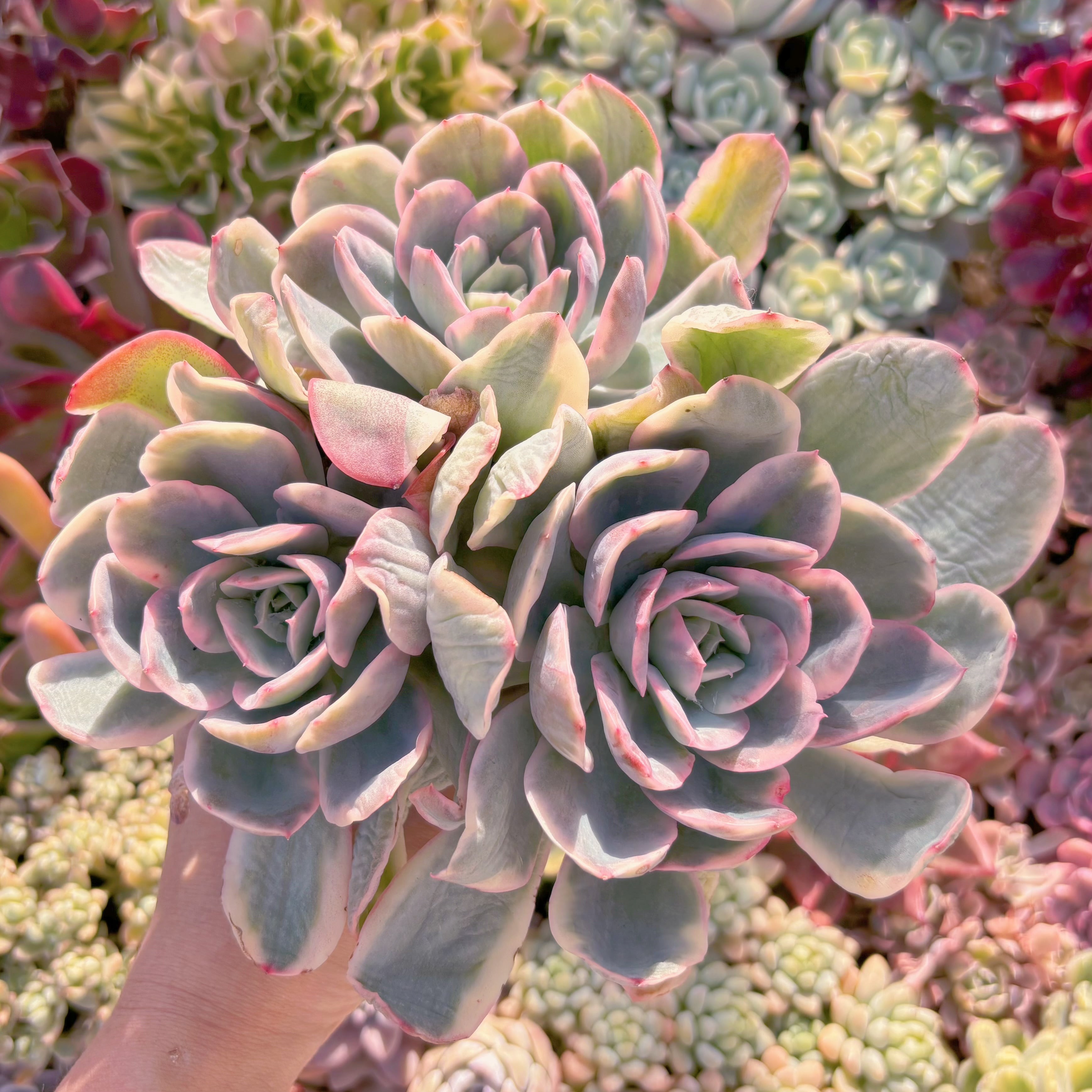 現品　ルエラ錦#692　新入荷　るる農園