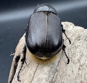 《ネプチューンオオカブト 106mm ペア》