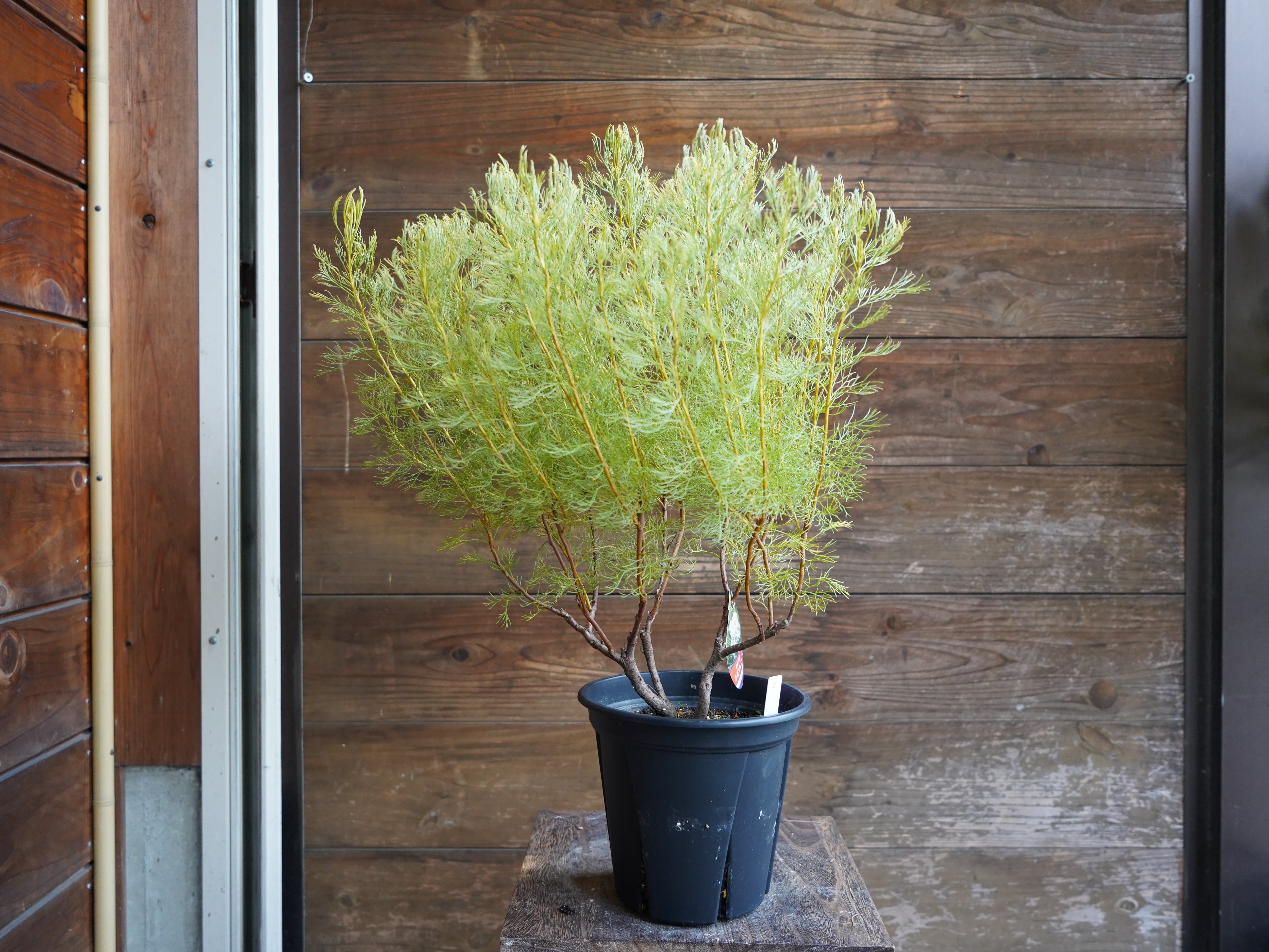 【現物】セルリア　”グロメラータ’レモンハニー”　B