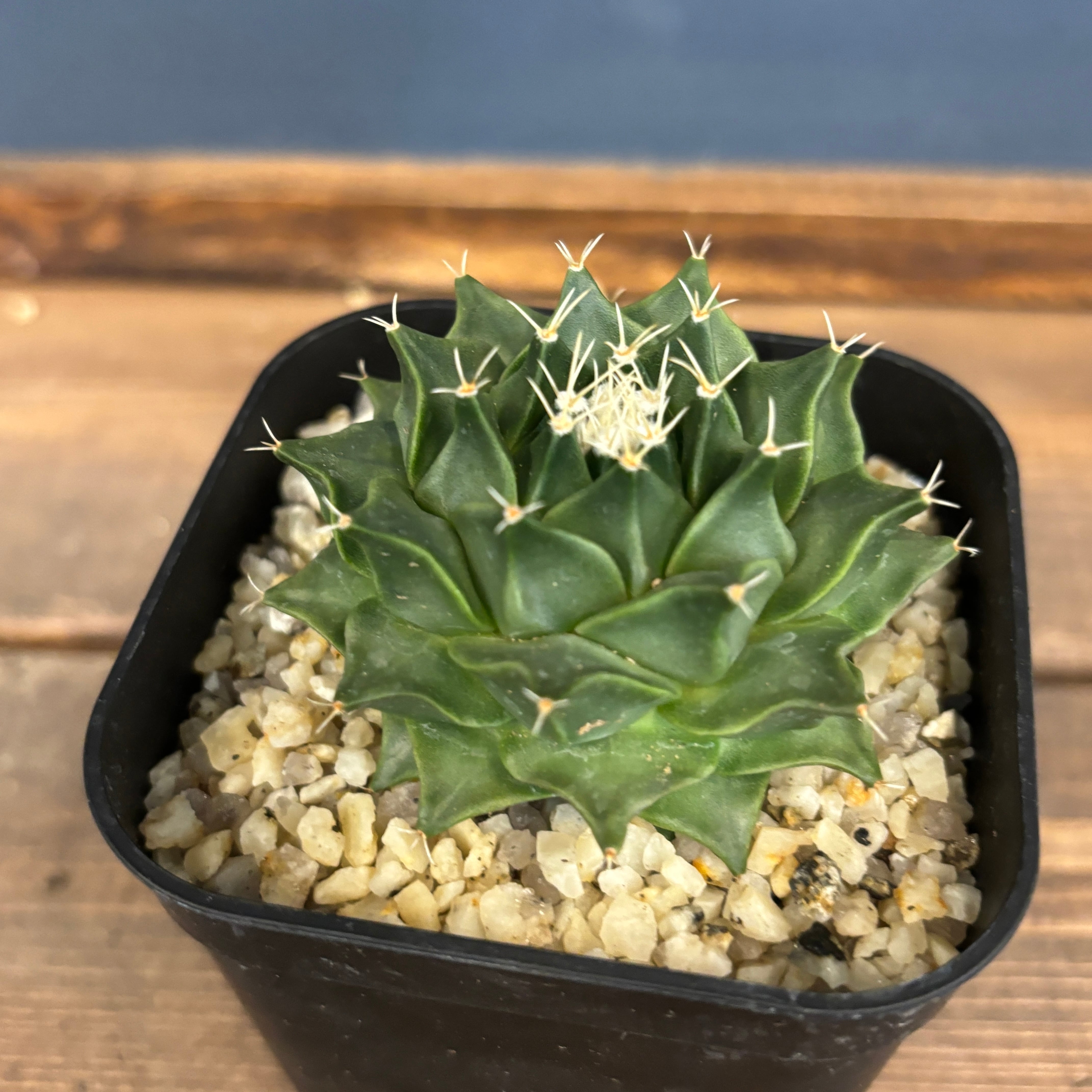 サボテン　帝冠　接木 hq720.jpg?sqp=-