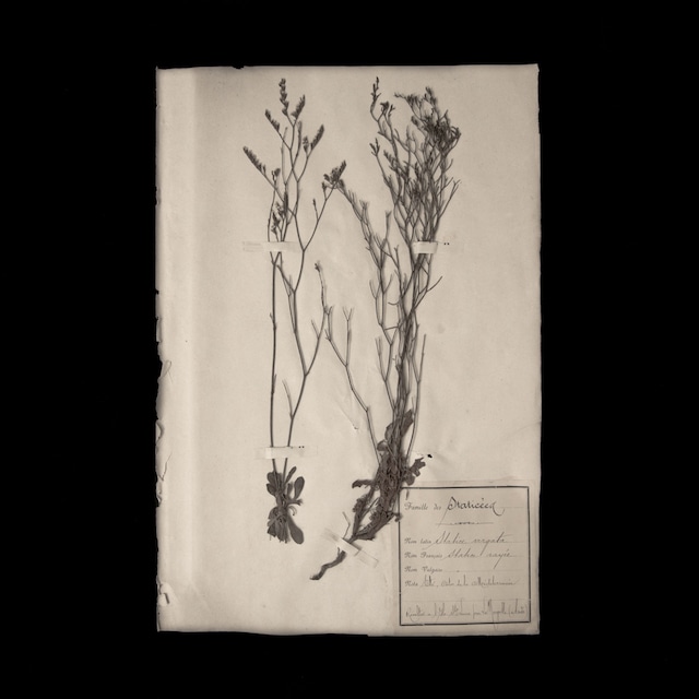 植物の標本 4, 欧州, 19世紀.