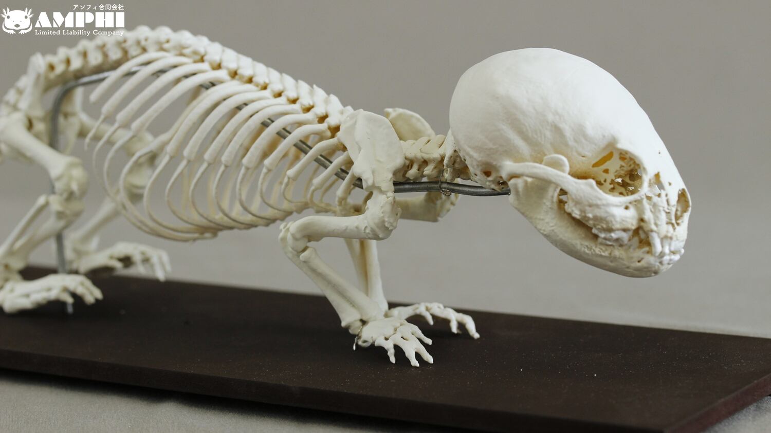 ツキノワグマ 熊 頭骨 頭蓋骨 骨格標本