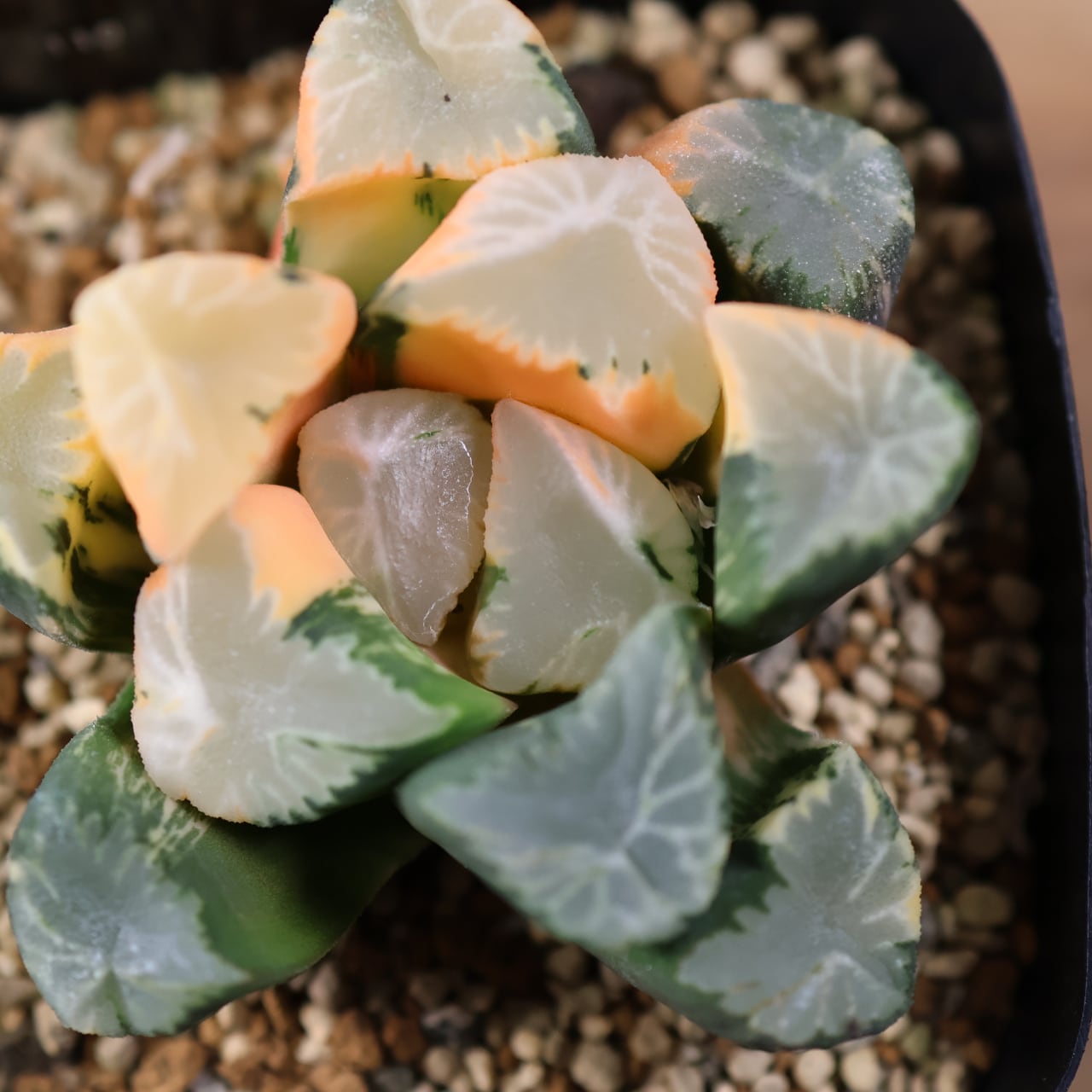 715『ハオルチア 覇王錦』観葉植物【送料無料】 | MARX PLANTS | 観葉