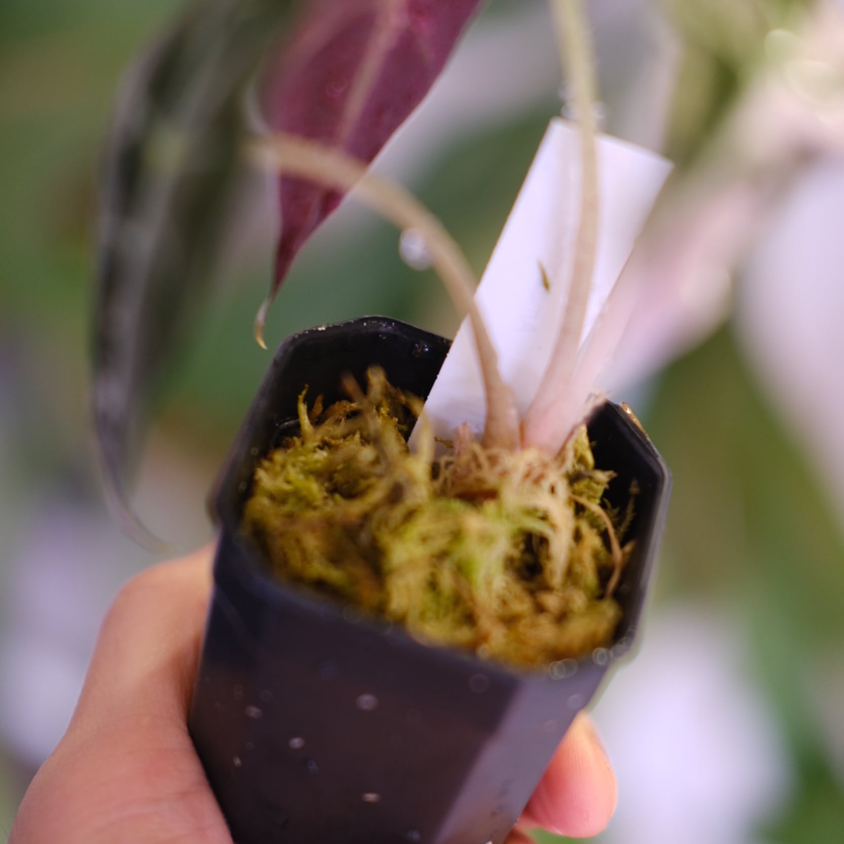 Alocasia Amazonica Polly Pink varigated②│アロカシア アマゾニカ