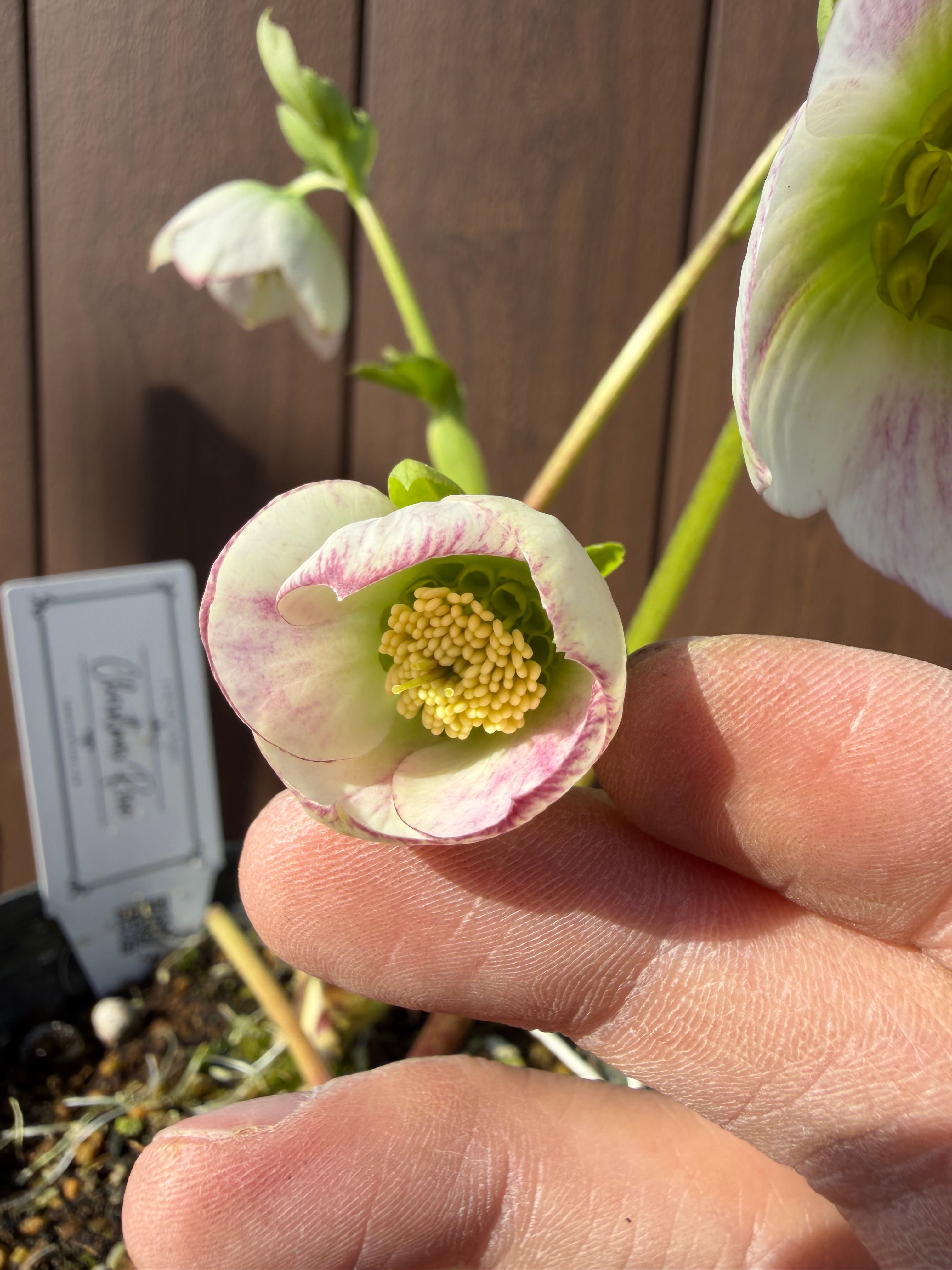 パステリッシュストレイン 大和園 クリスマスローズ【Ya07】送料無料