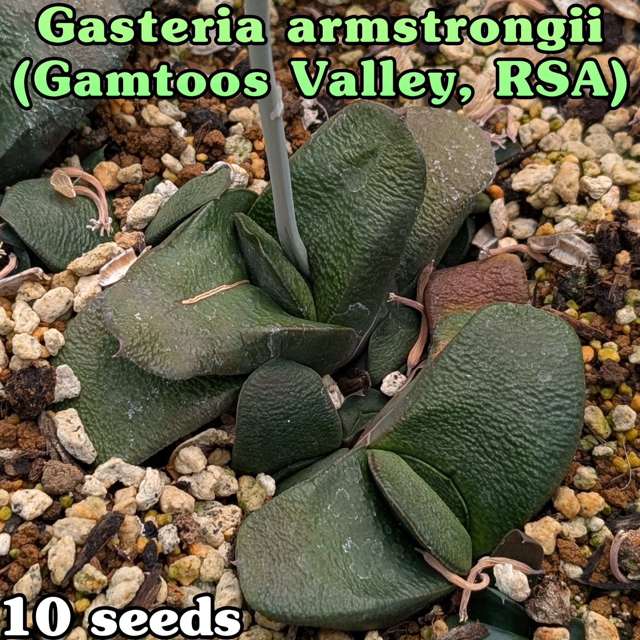 L47 塊根 珍種 選抜株 ユーフォルビア・モンテイロイ Euphorbia