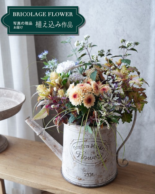 【送料込み・寄せ植え】マムと涼しげな秋のカラーリーフの寄せ植え
