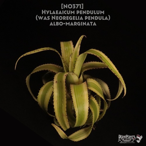 【送料無料】Hylaeaicum pendulum 'albo-marginata'〔ネオレゲリア〕現品発送N0371