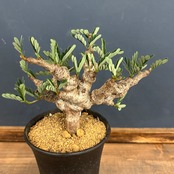 センナ メリディオナリス【520】