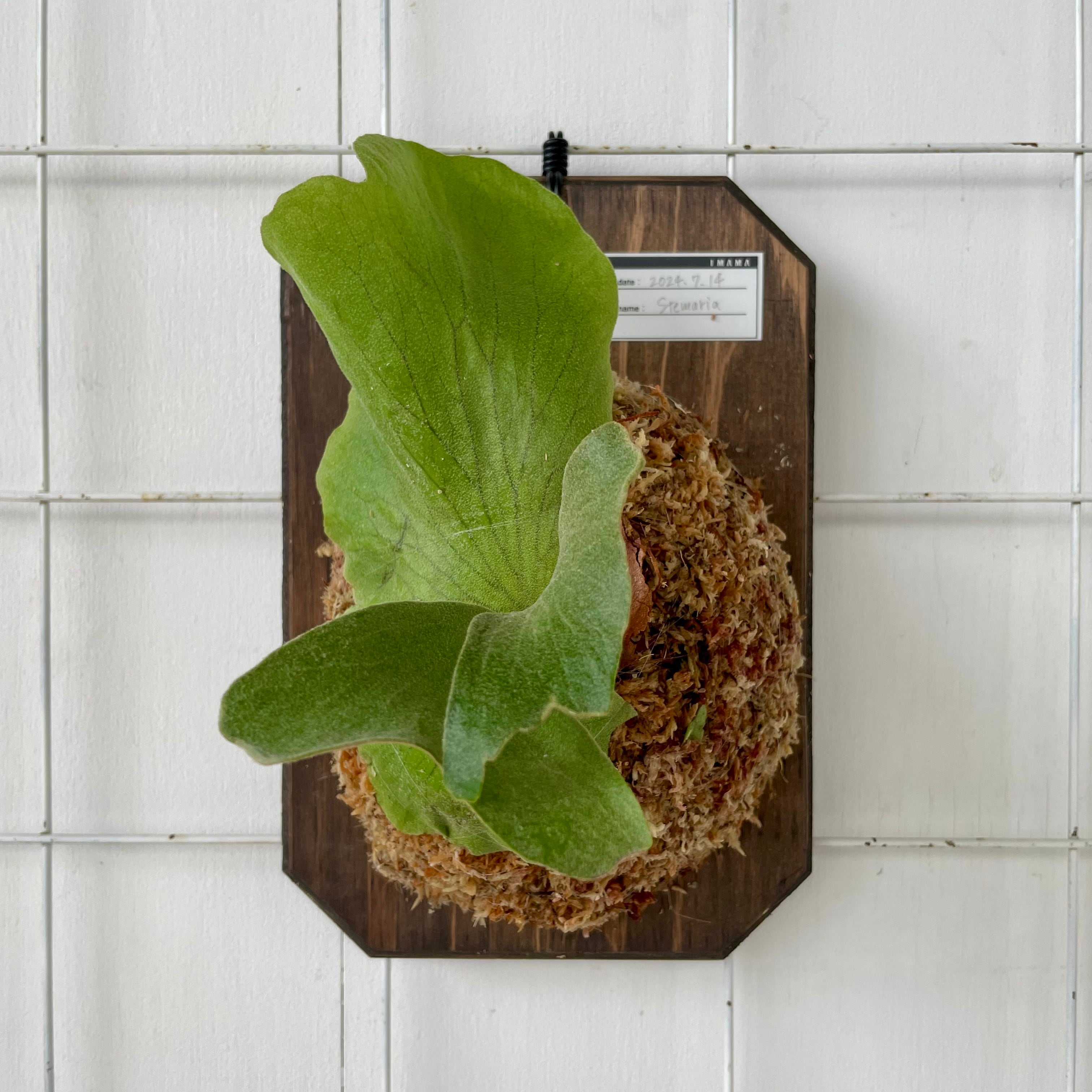 Platycerium Gorgon OC ゴルゴーン 2芽 ビカクシダ苗