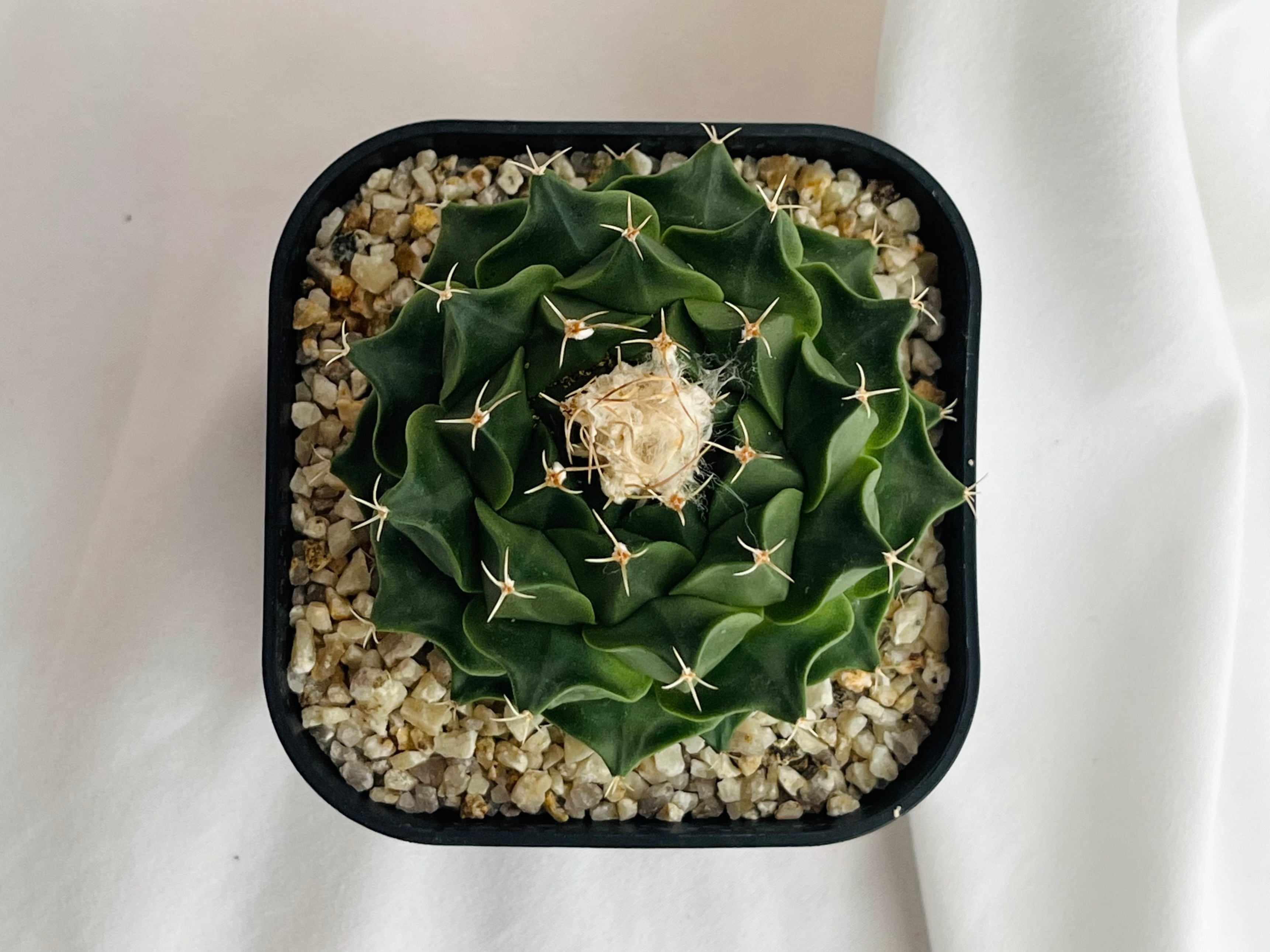 オブレゴニア デニグリー 大疣選抜 実生 鉢植えメルカリ便送料込み オブレゴニア デニグリー 大疣選抜 実生 鉢植えメルカリ便送料