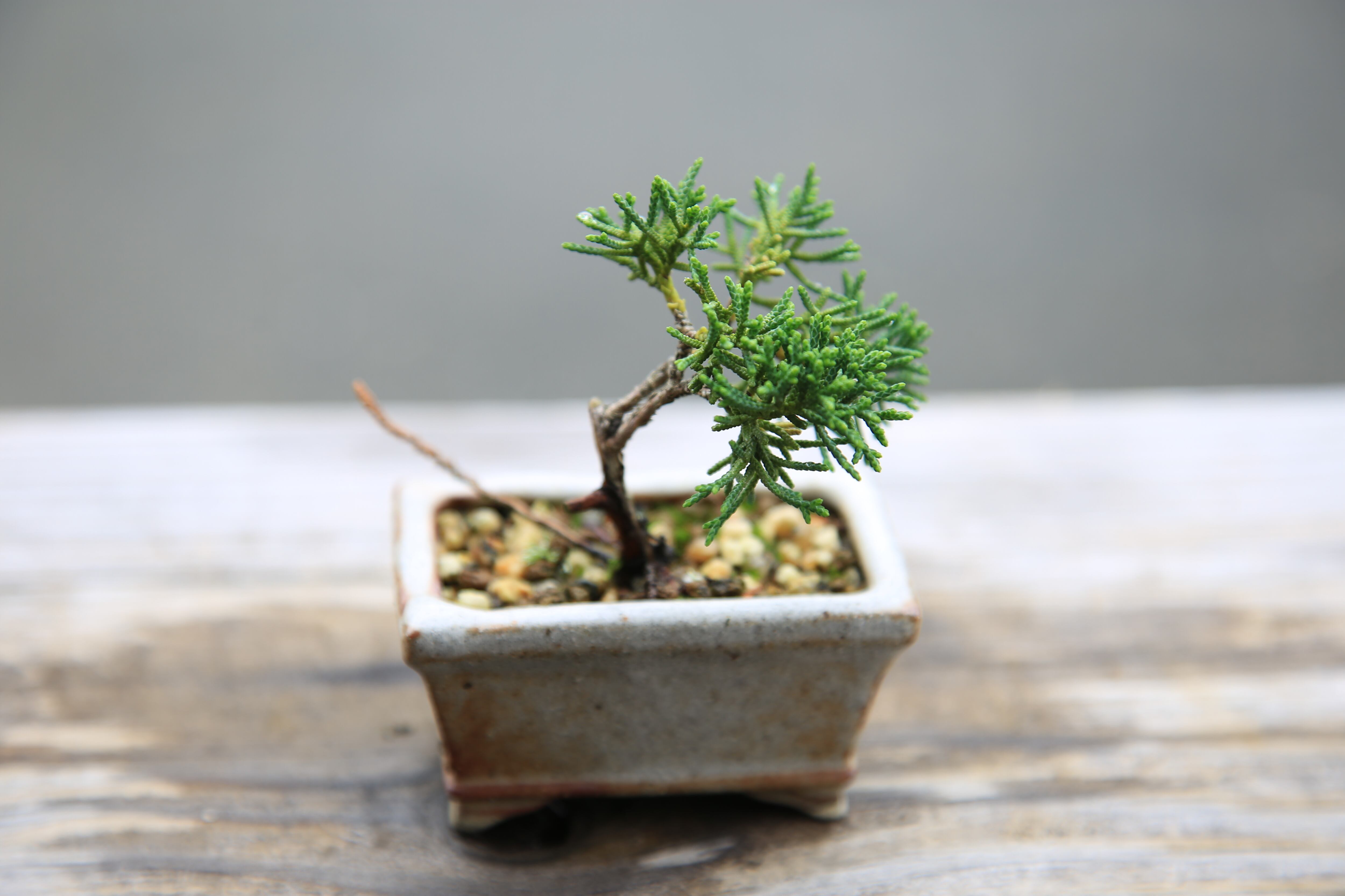 ミニ盆栽 真柏 シンパク ミヤマビャクシン 盆栽 豆盆栽 卸売り シンパク