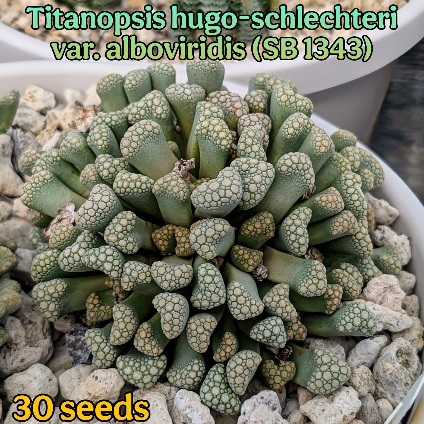 ブランテリア adidas ZX Flux Weave 'Grey Prism' B34472