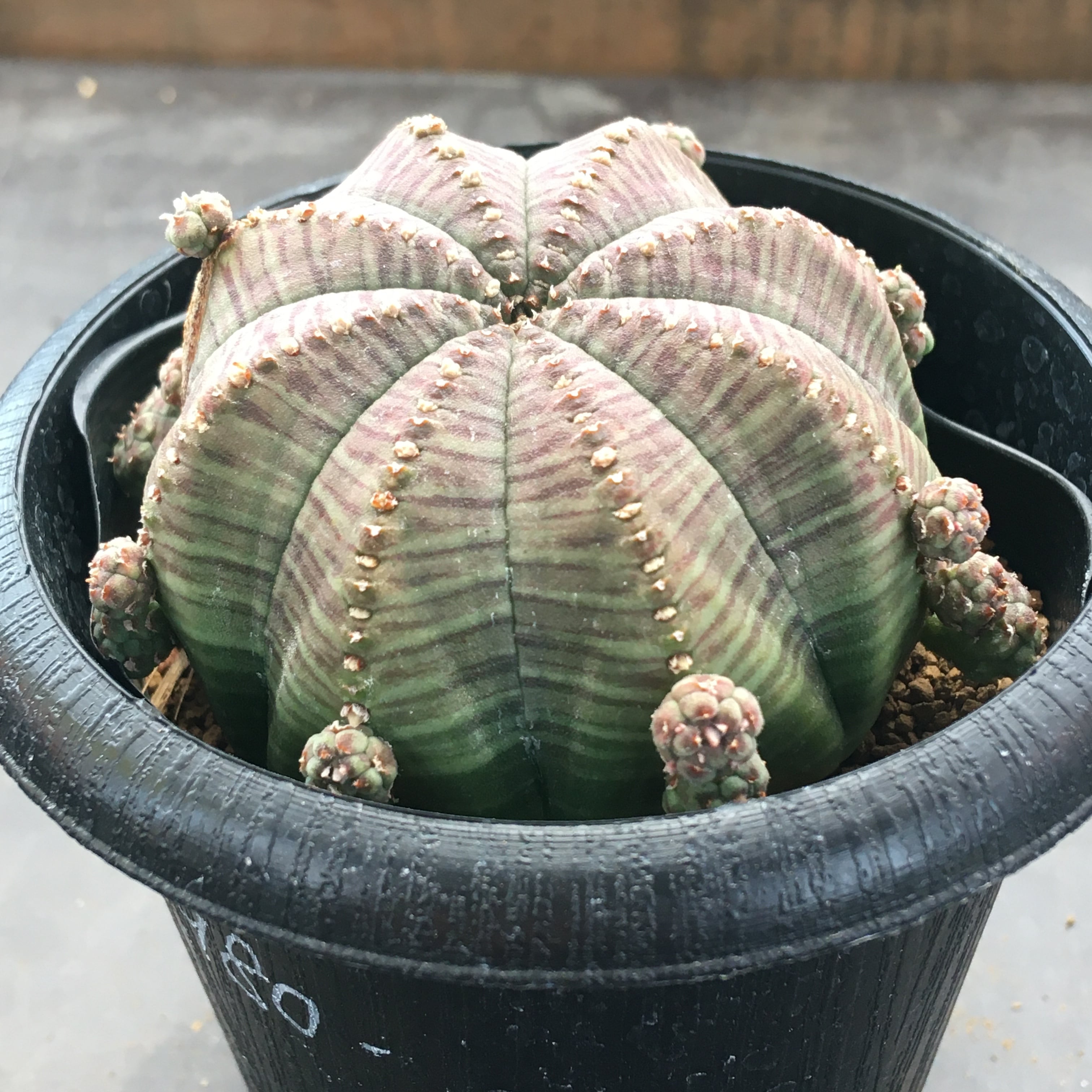 シンメトリカ 子吹きではないタイプ 仔吹シンメトリカ,こふきしん シンメトリカ 子吹きではないタイプ 仔吹シンメトリカ,こふきしん