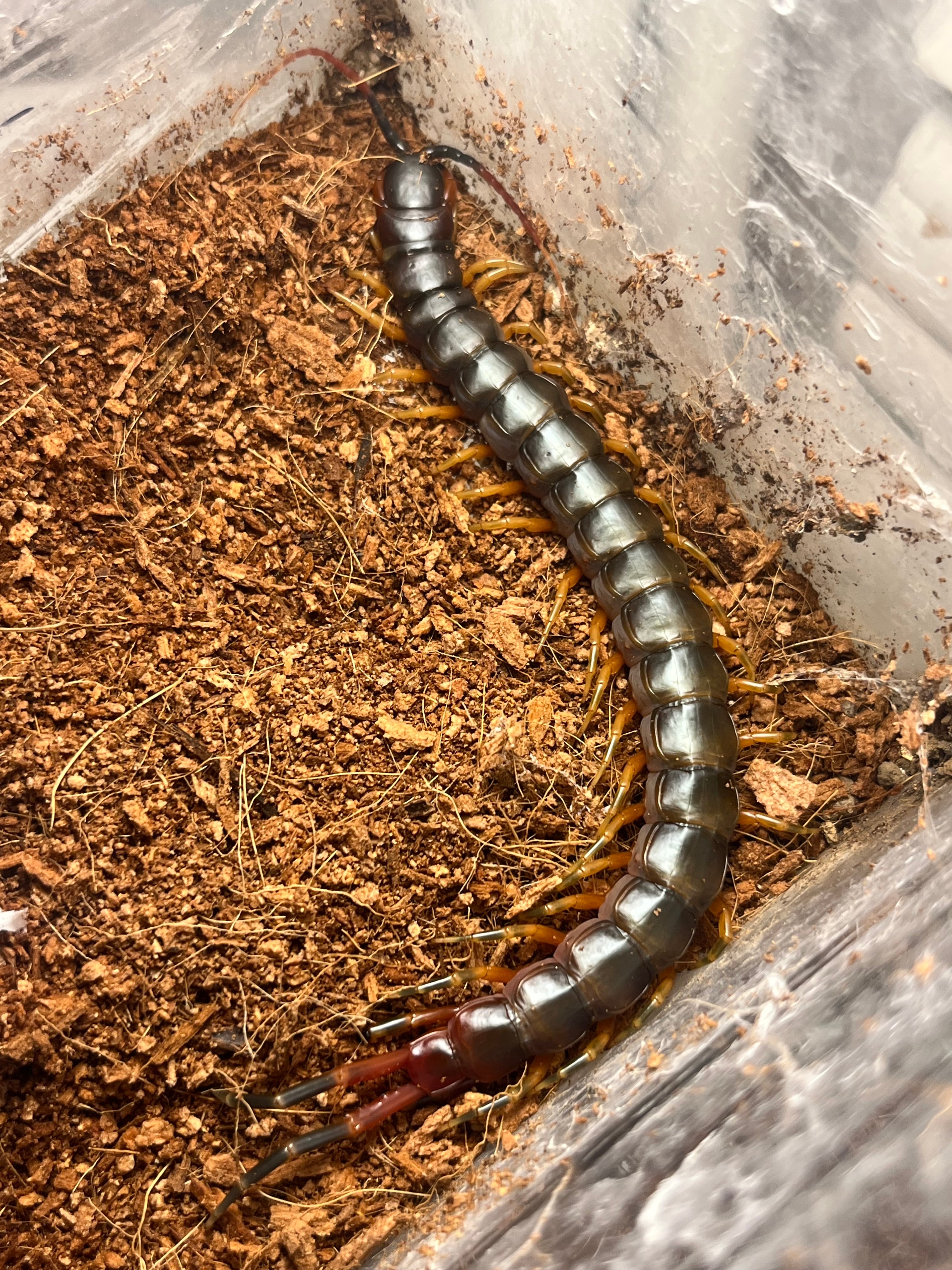 開翅標本】パラポネラ アシナガアリ いきもの大図鑑 蟻 クロオオアリ