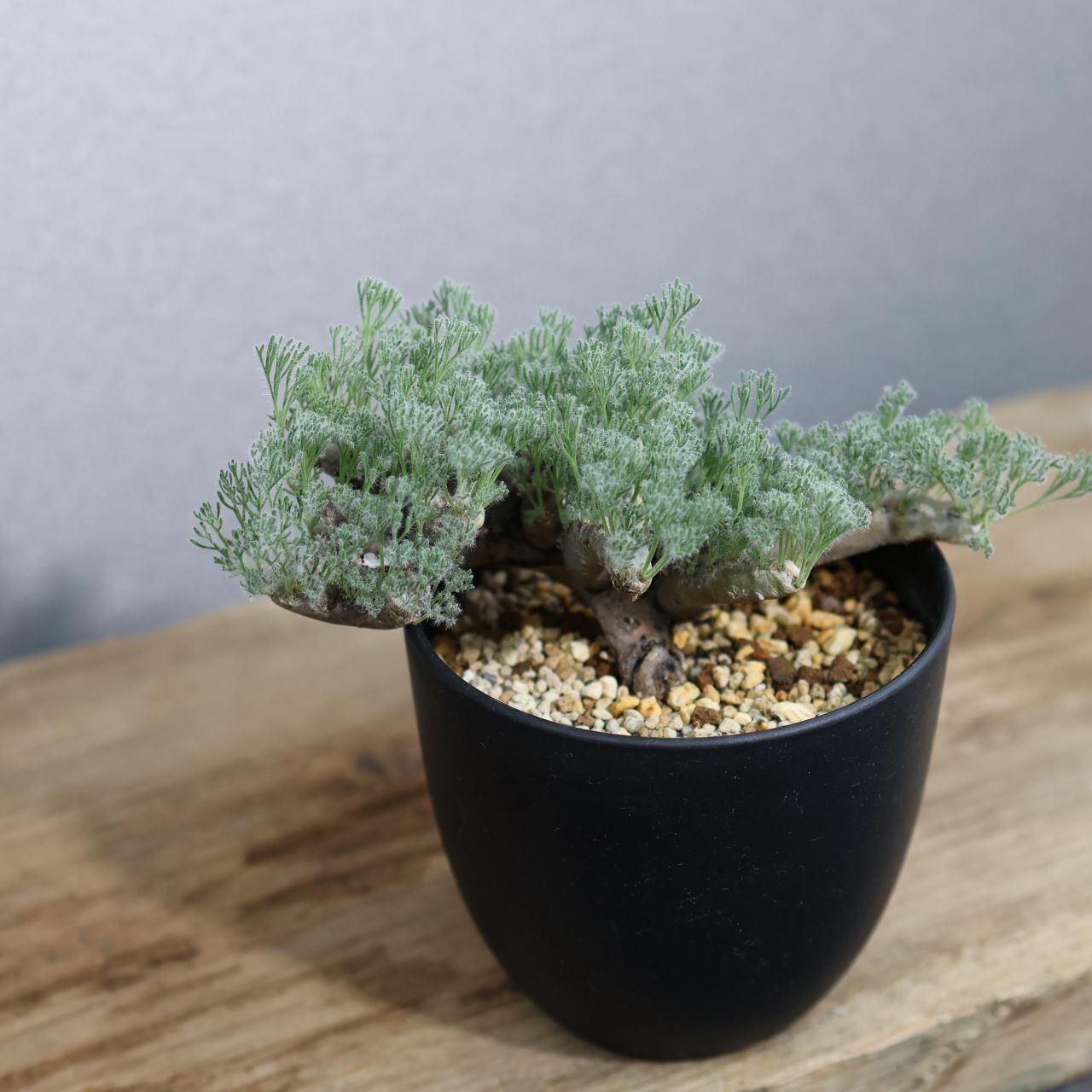 363 そのギャップにやられる『サルコカウロン ムルチフィダ