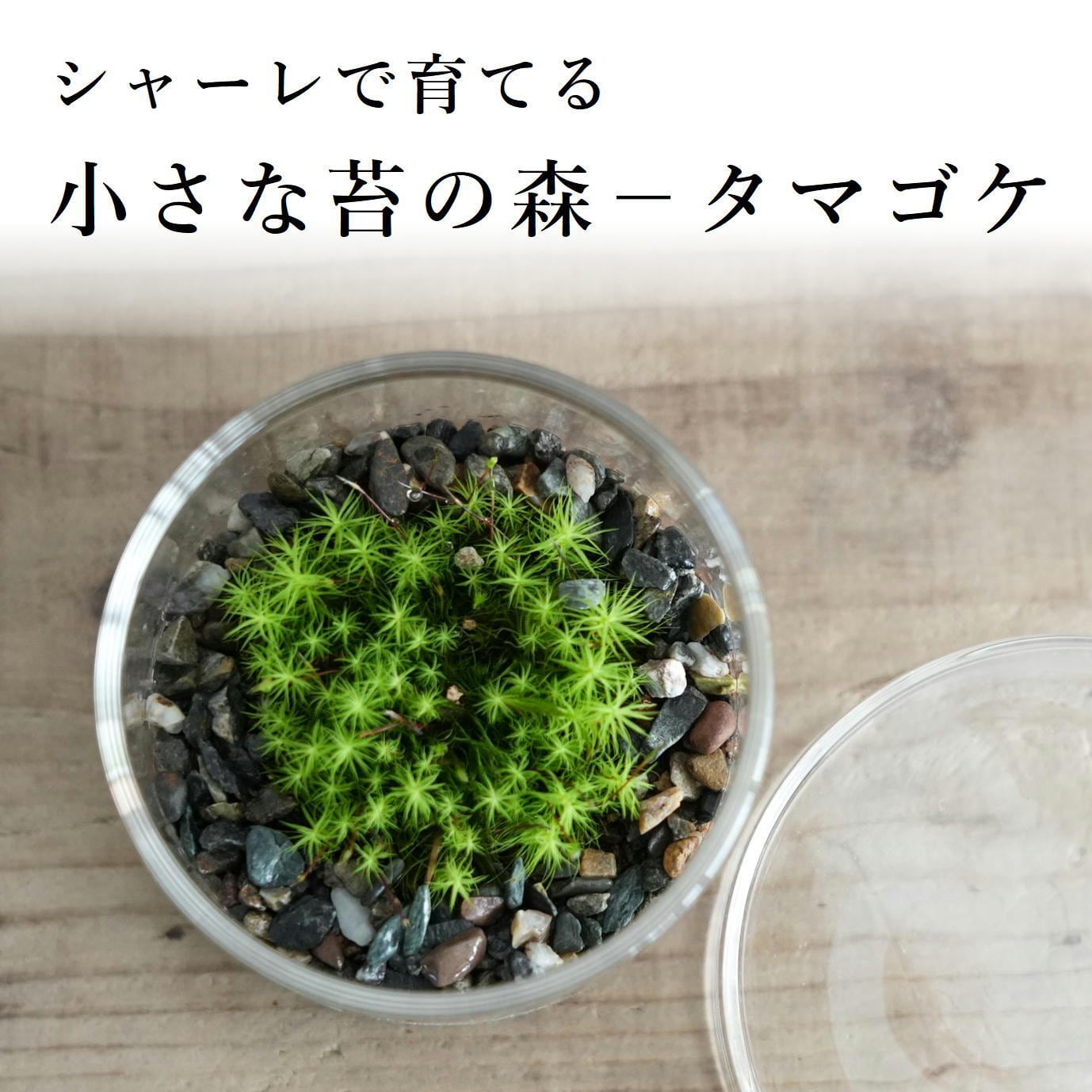 シャーレで育てる小さな苔の森−タマゴケ− ◇初めて育てる苔