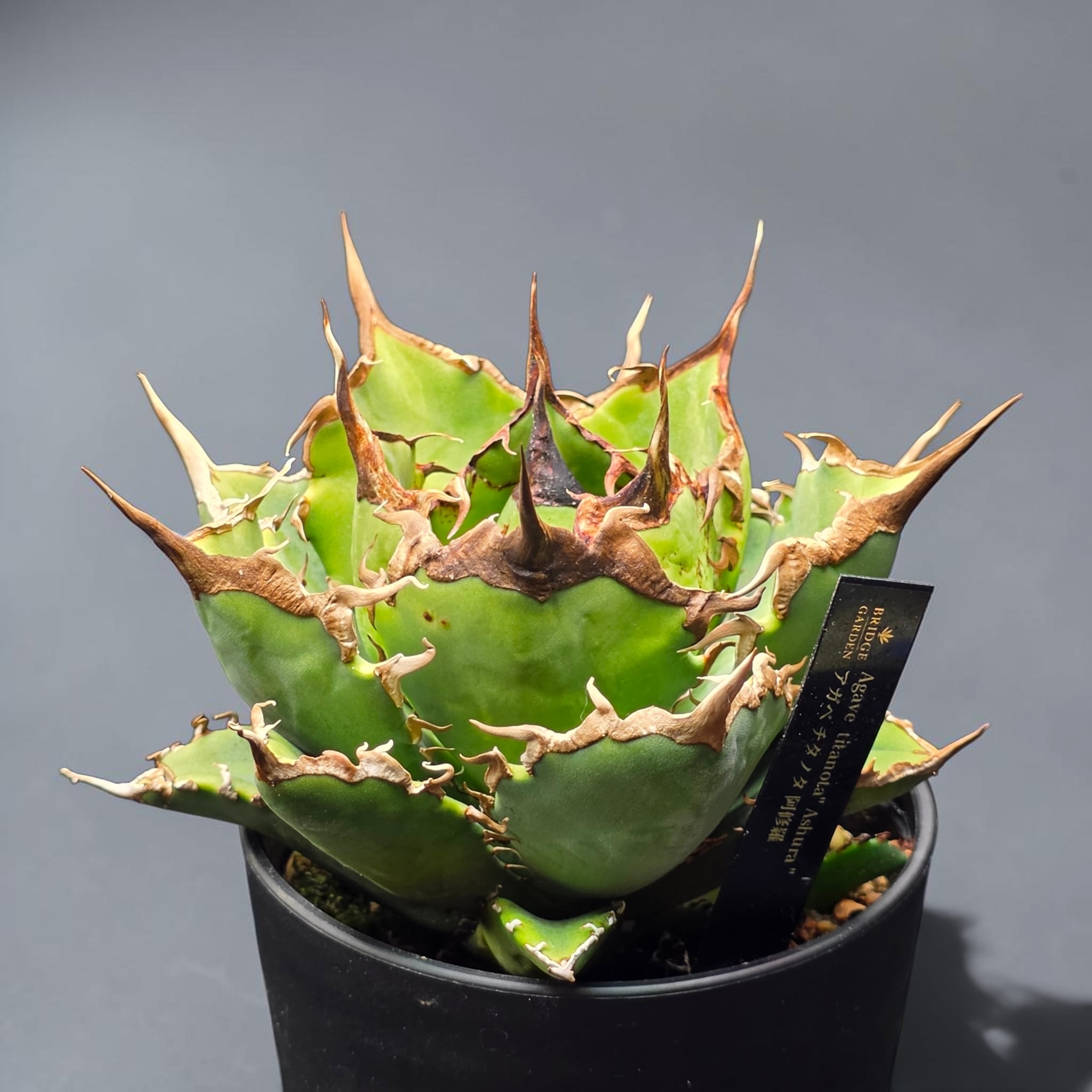 アガベ　チタノタ　オテロイ　阿修羅　コンパクト　極上株　2 アガベ チタノタ 阿修羅 (Agave titanota 'Asura') | BRIDGE GARDEN