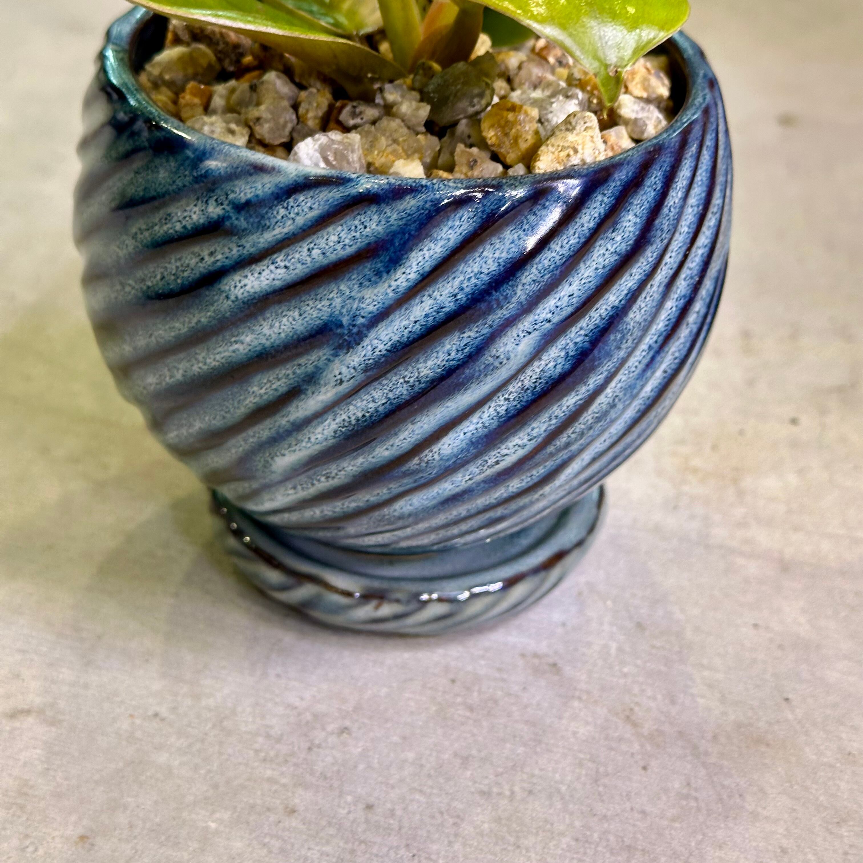フィロデンドロン・メリノリーゴールド | barrelplants_BONSAI