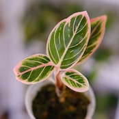 アグラオネマ ロータス ディライト / Aglaonema Lotus Delight⑤ / 観葉植物<育て方・花言葉>