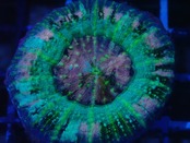 Achanthastrea Maxima Premium