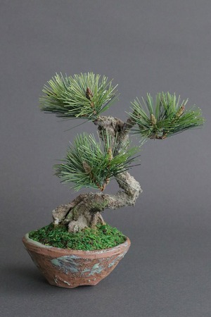 盆栽 松 Pinetree Bonsai #147