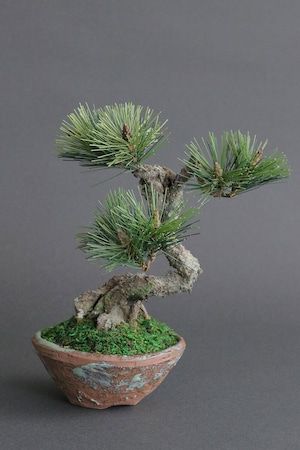 盆栽 松 Pinetree Bonsai #147