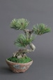 盆栽 松 Pinetree Bonsai #147