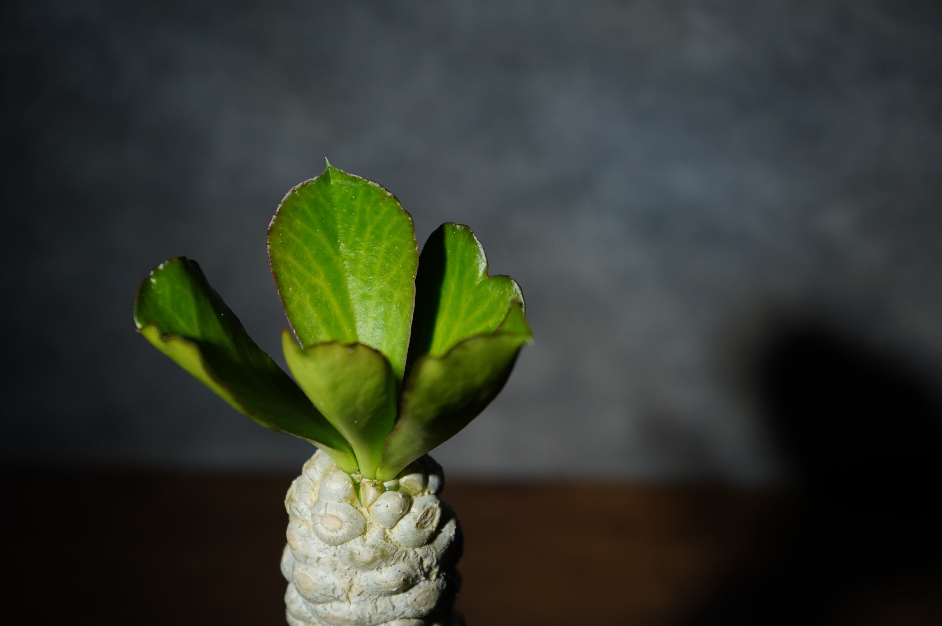 ユーフォルビア ポイゾニー hyb. | N collect plants