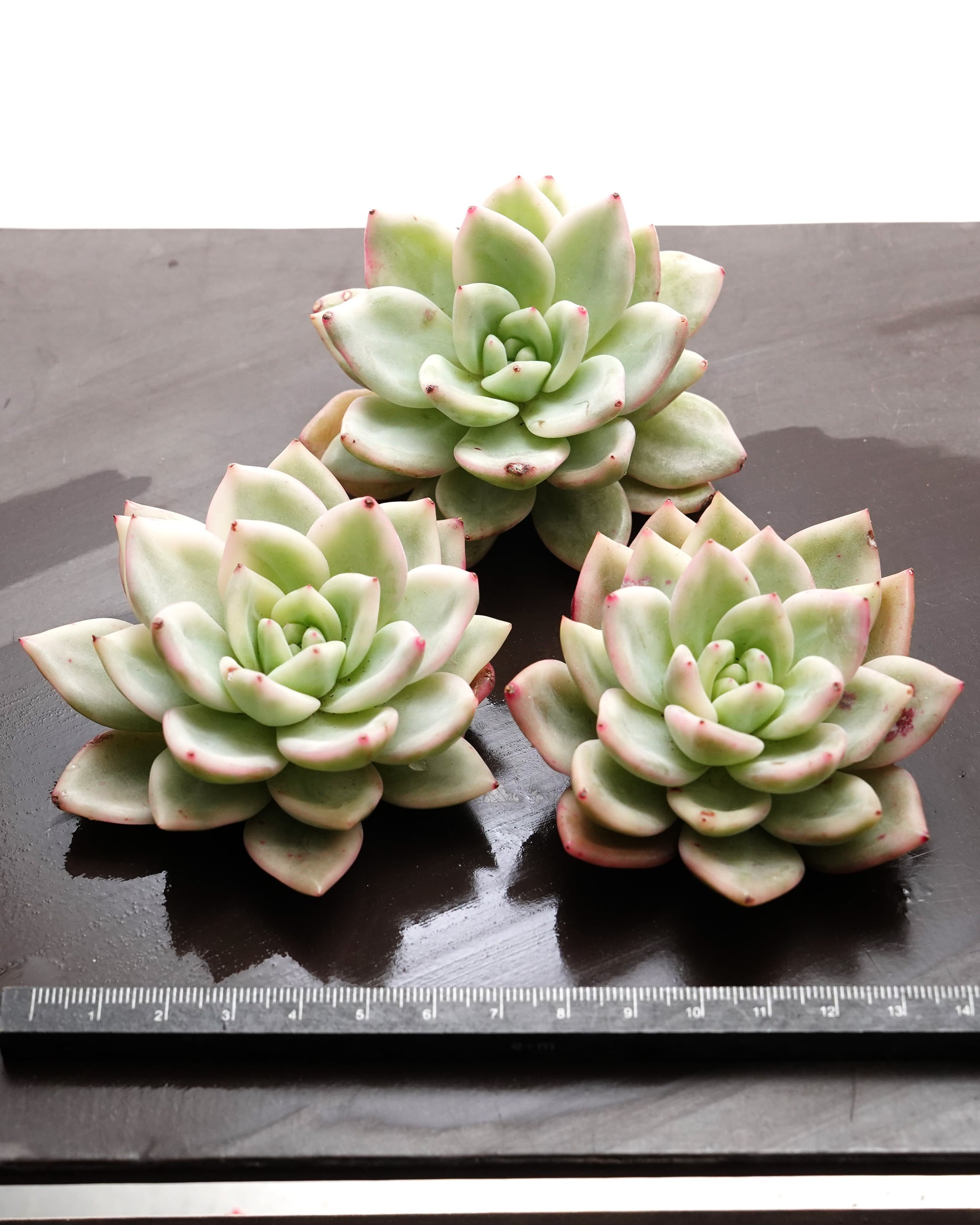 カット苗 シャンペン錦 Echeveria 'Champagne Variegated' | PUKUBOOK