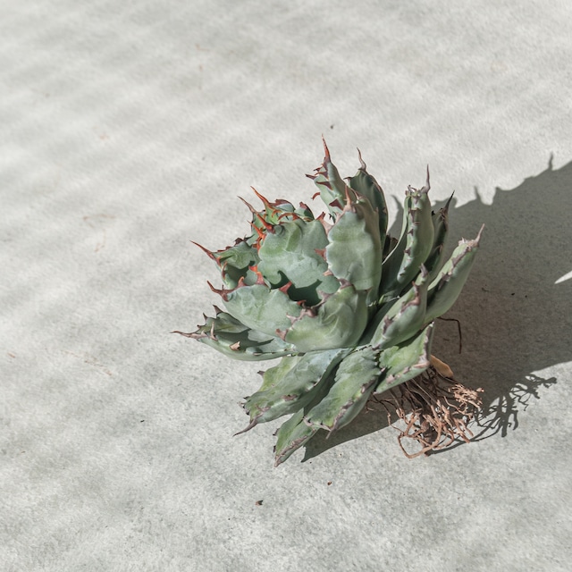 【初売り!!】アガベ 蠍蟹B (ヒメサソリガニ) No.1