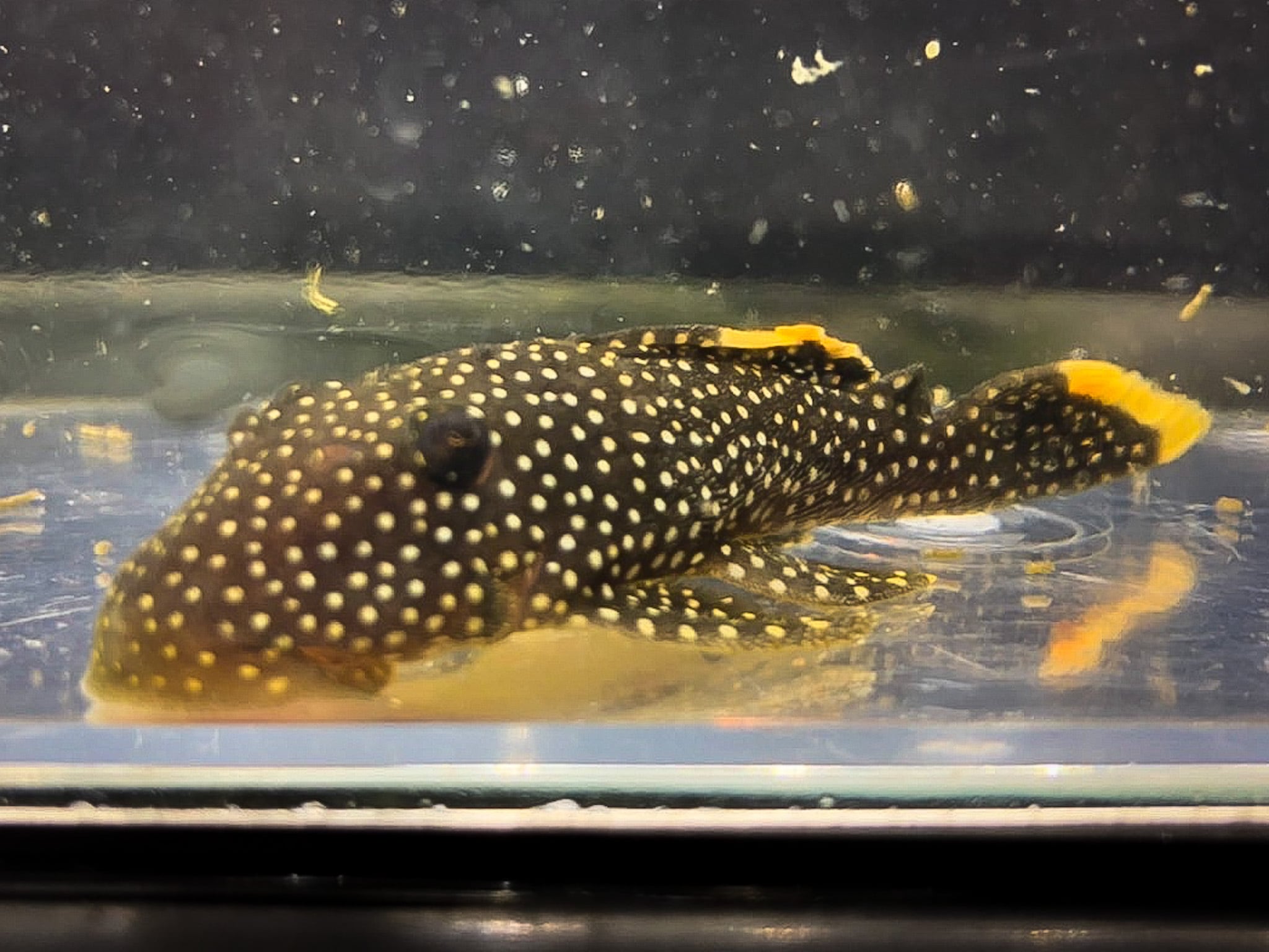 オレンジフィンカイザープレコ(ワイルド) | アクアショップ 青