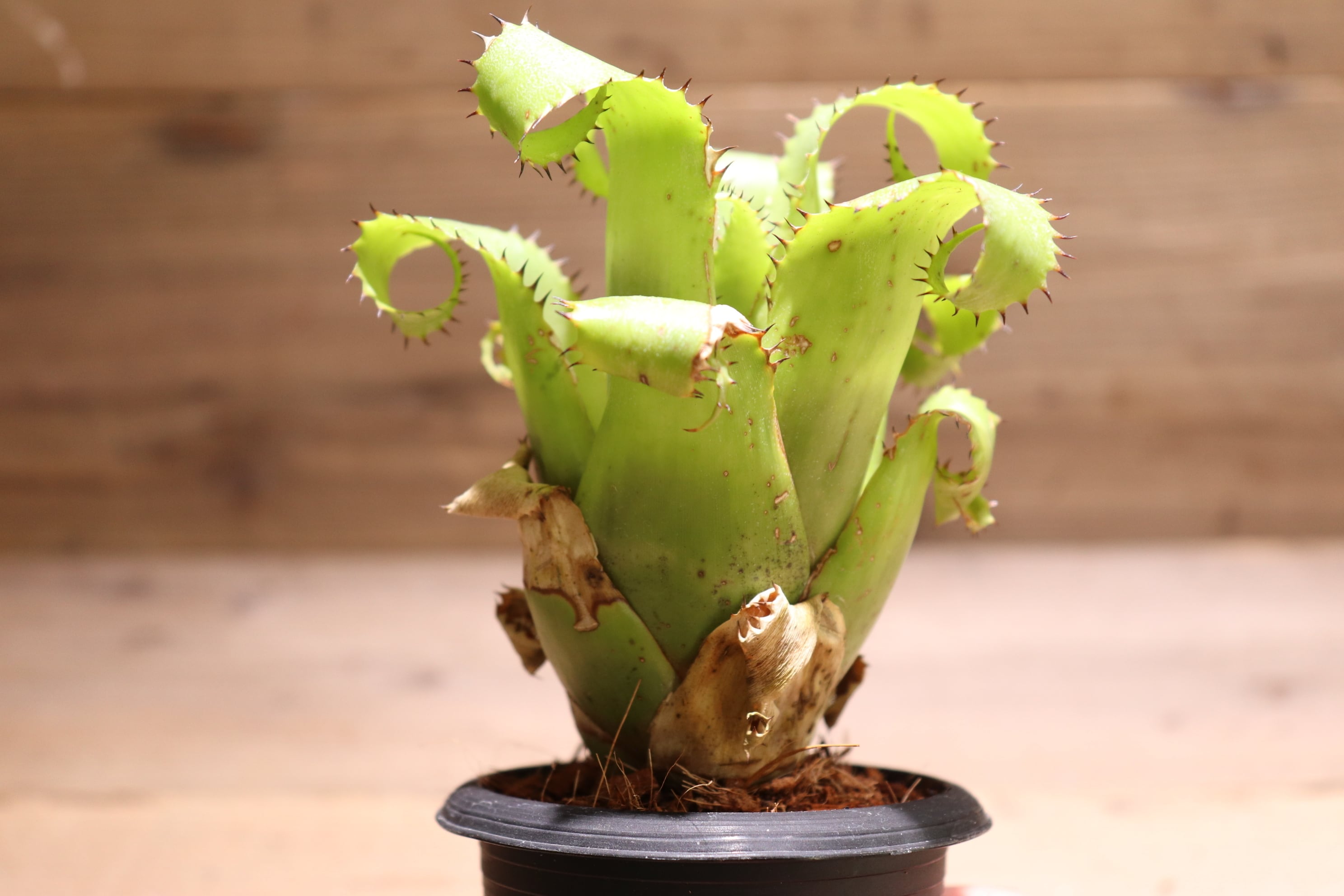 ネオレゲリア ☆ Neoregelia mooreana ★ タンクブロメリア