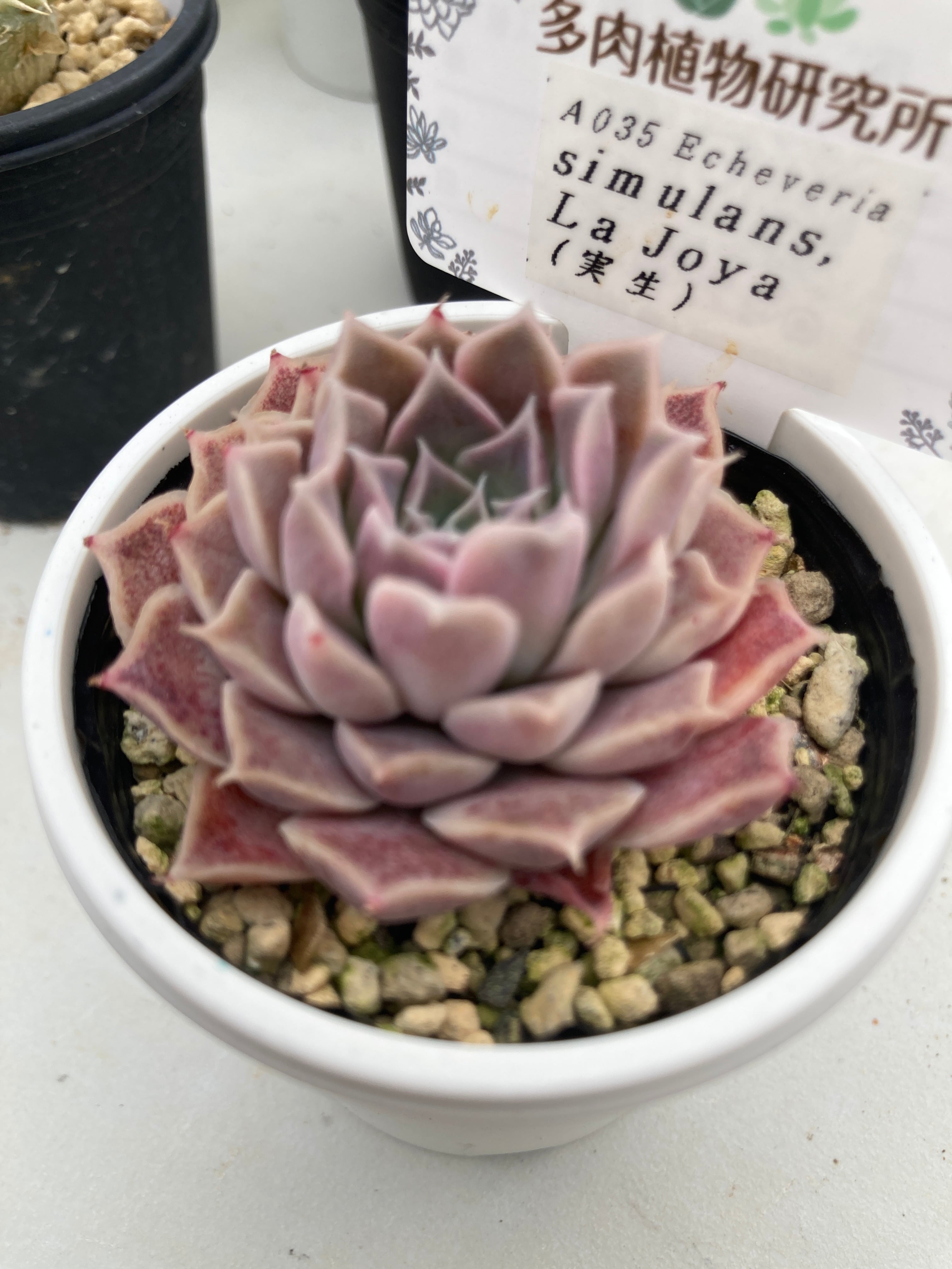 現物商品】シムランス ラジョヤ | 多肉植物研究所