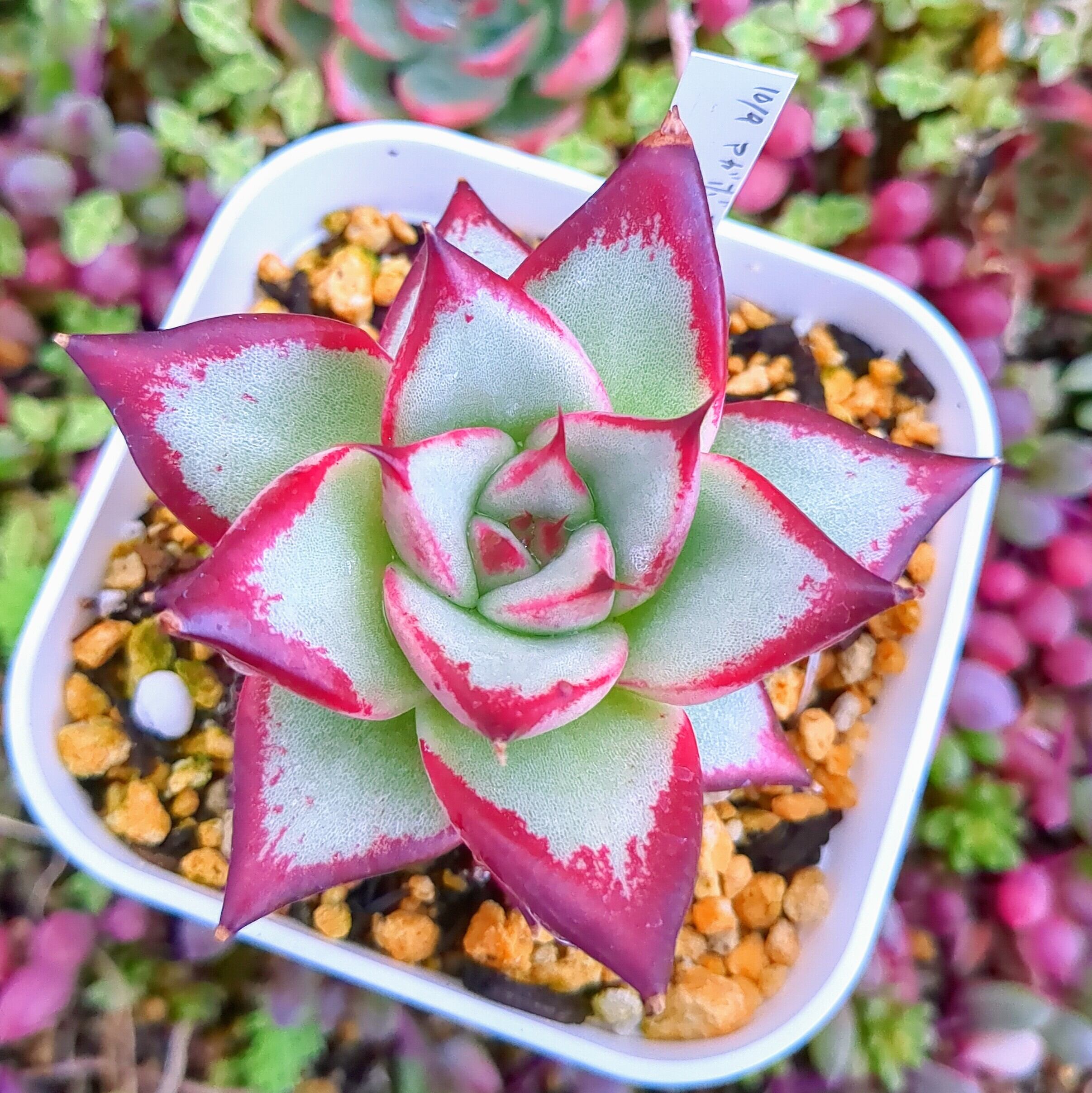 動物の惑星 韓国88体限定 エメラルドツリーボア 赤 レッドアガボイデスhyd | RuPo 多肉植物専門店