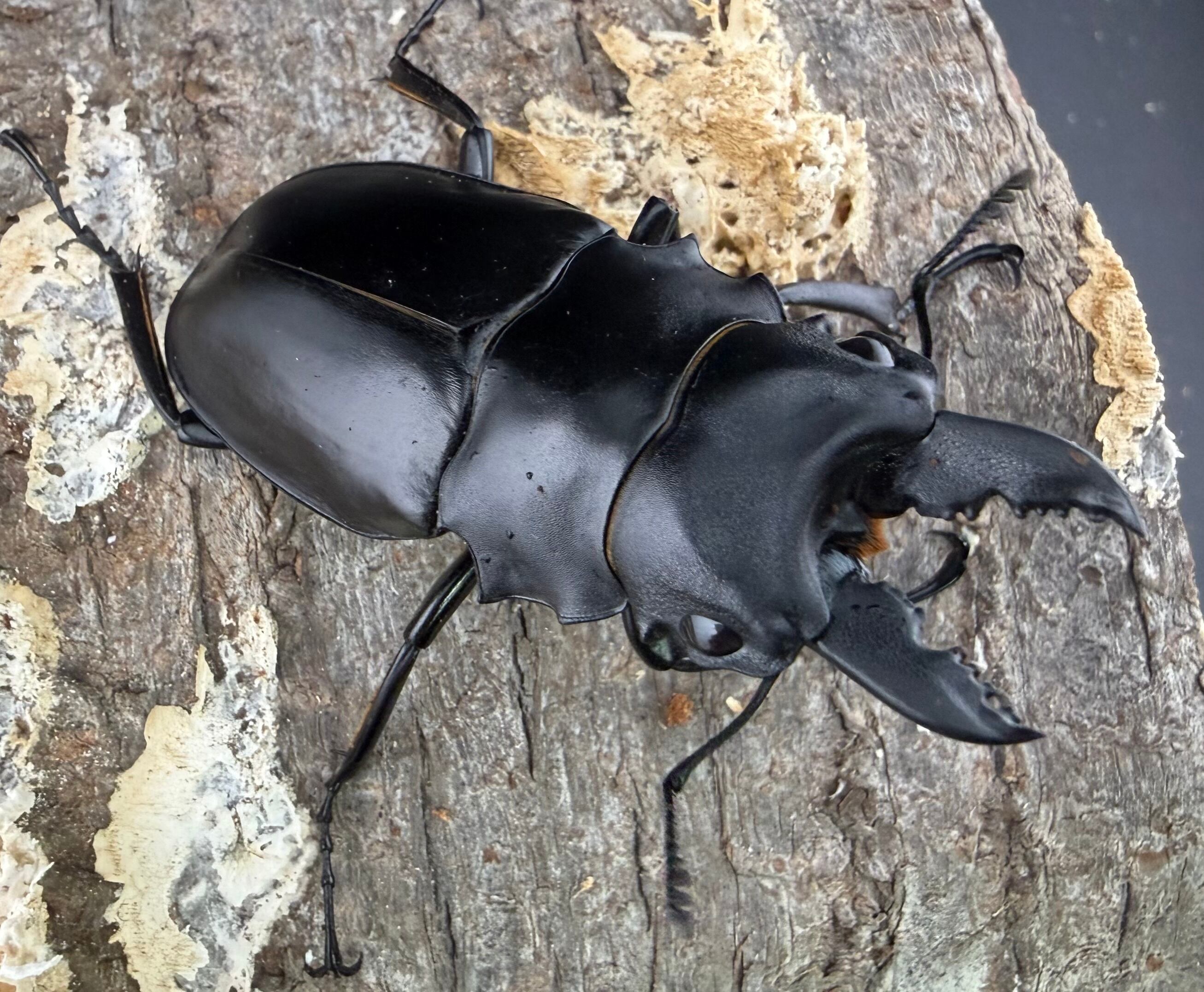 会社で育ててるクワガタ2匹 WF2】《アルケスツヤクワガタ 61mm ペア》わたくわ氏ブリード個体