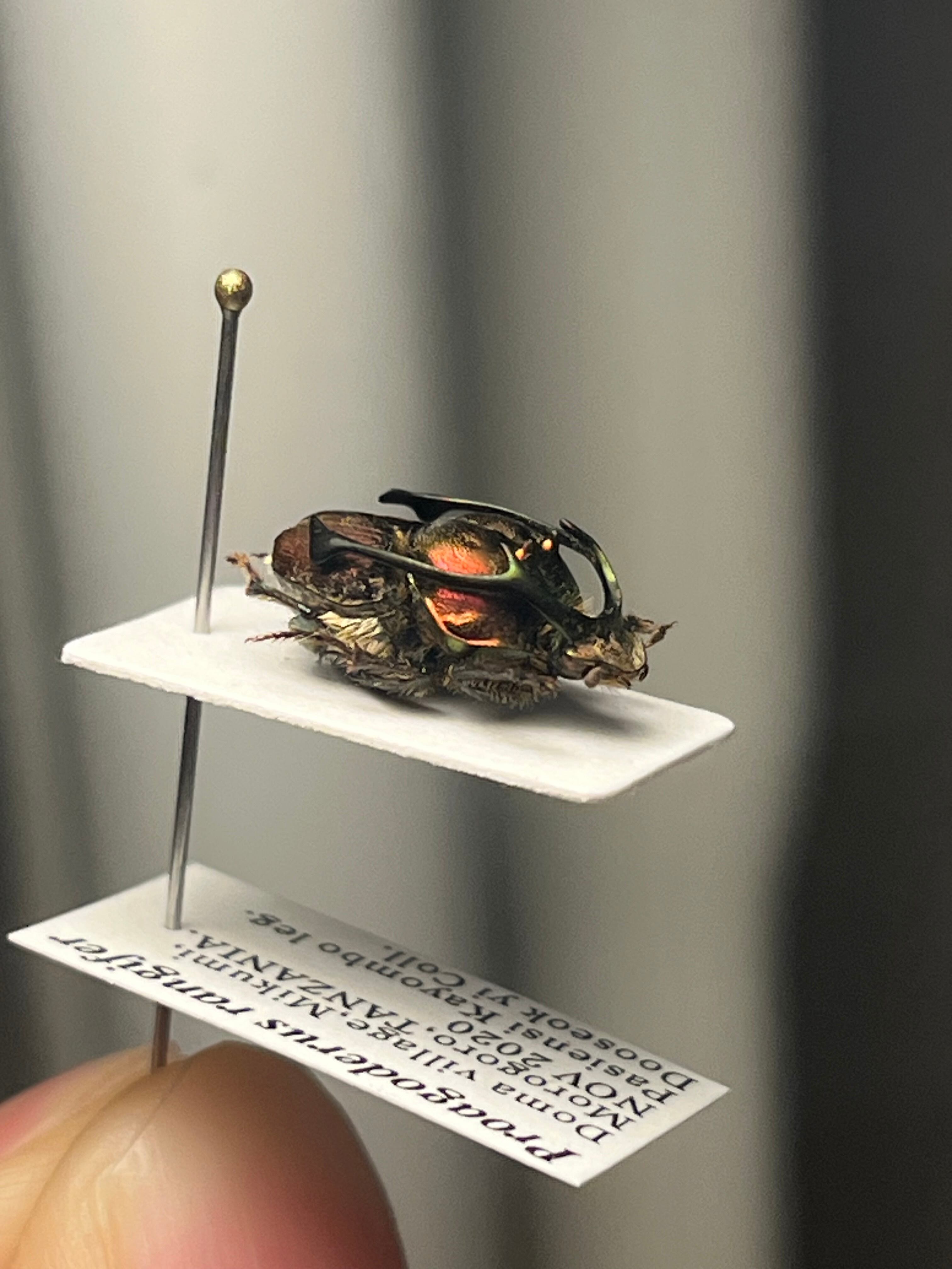 13mm♂】赤シカツノエンマコガネ フンチュウ糞虫昆虫標本甲虫