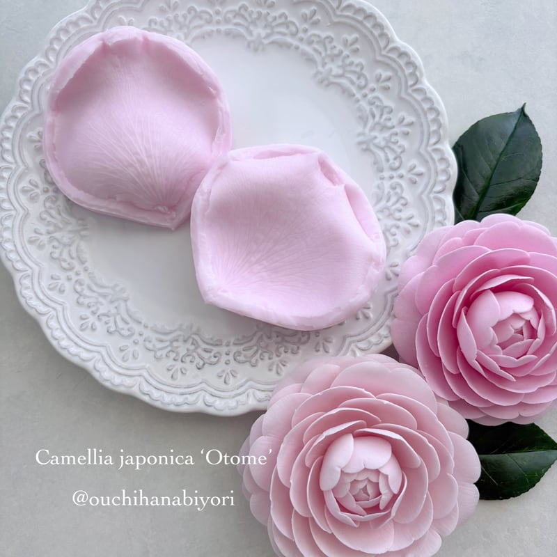 Rose, Camellia Veiner L