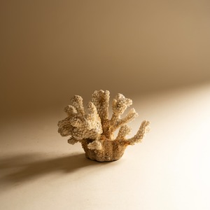 珊瑚のオーナメント