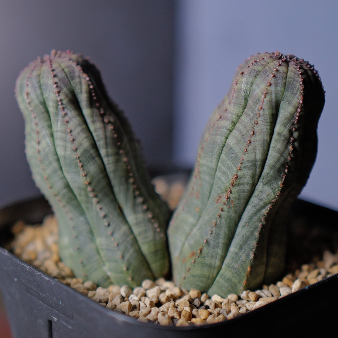 メス株 ダブルヘッド オベサ / ユーフォルビア | LIGHTHOUSE.PLANTS