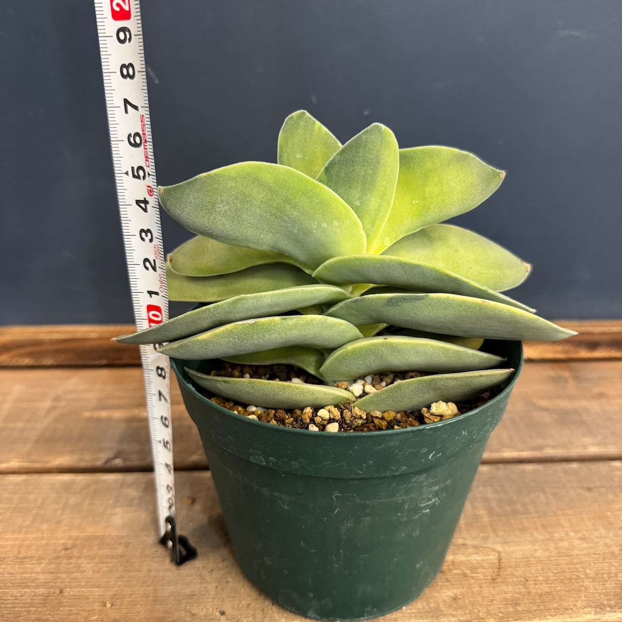 クラッスラ 神刀錦【856】