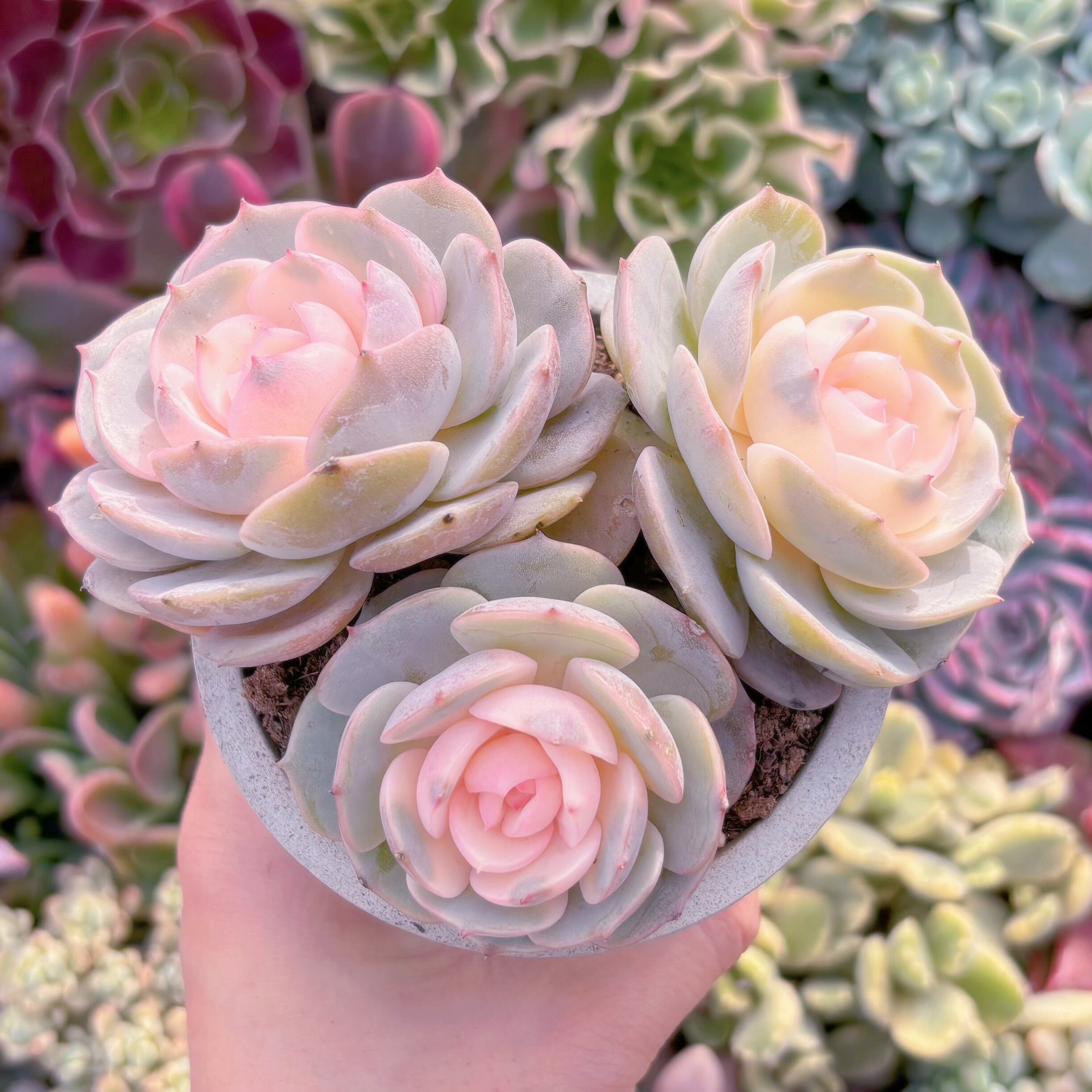 現品　ローラ錦#721　群生　るる農園