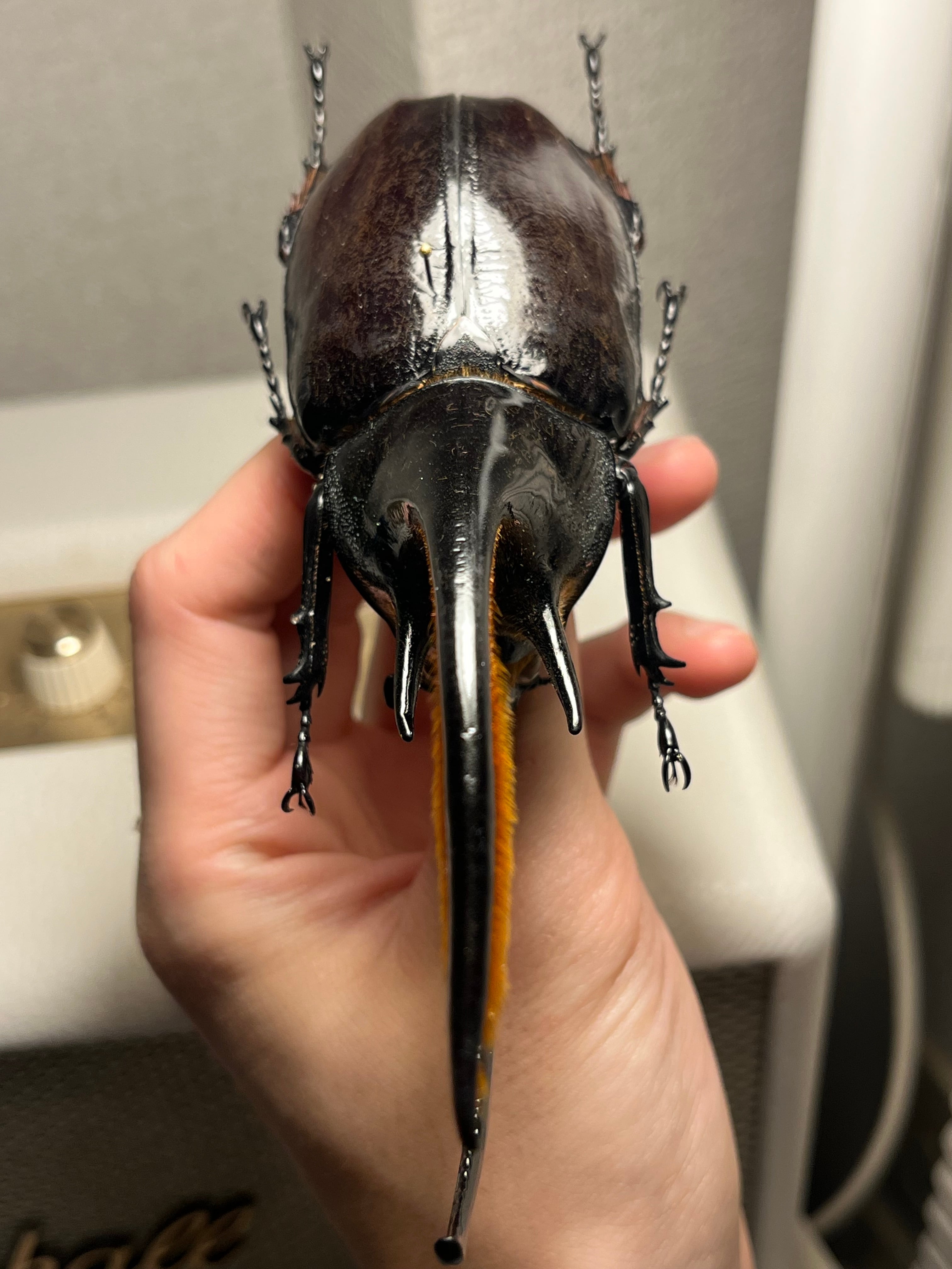 140mm】ネプチューンオオカブト 標本 Dynastes neptunus ♂ヘラクレス