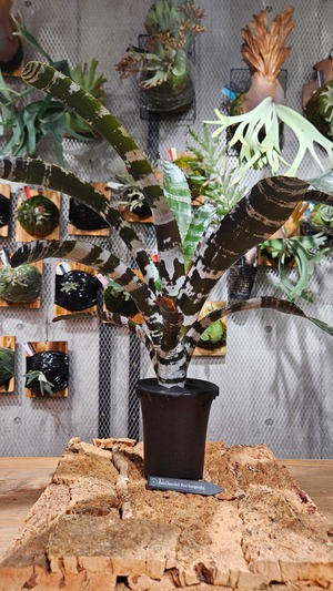 Aechmea chantinii Red burgundy 【artPLANTs/PLANTS GARAGE 】 タンクブロメリア#エクメア